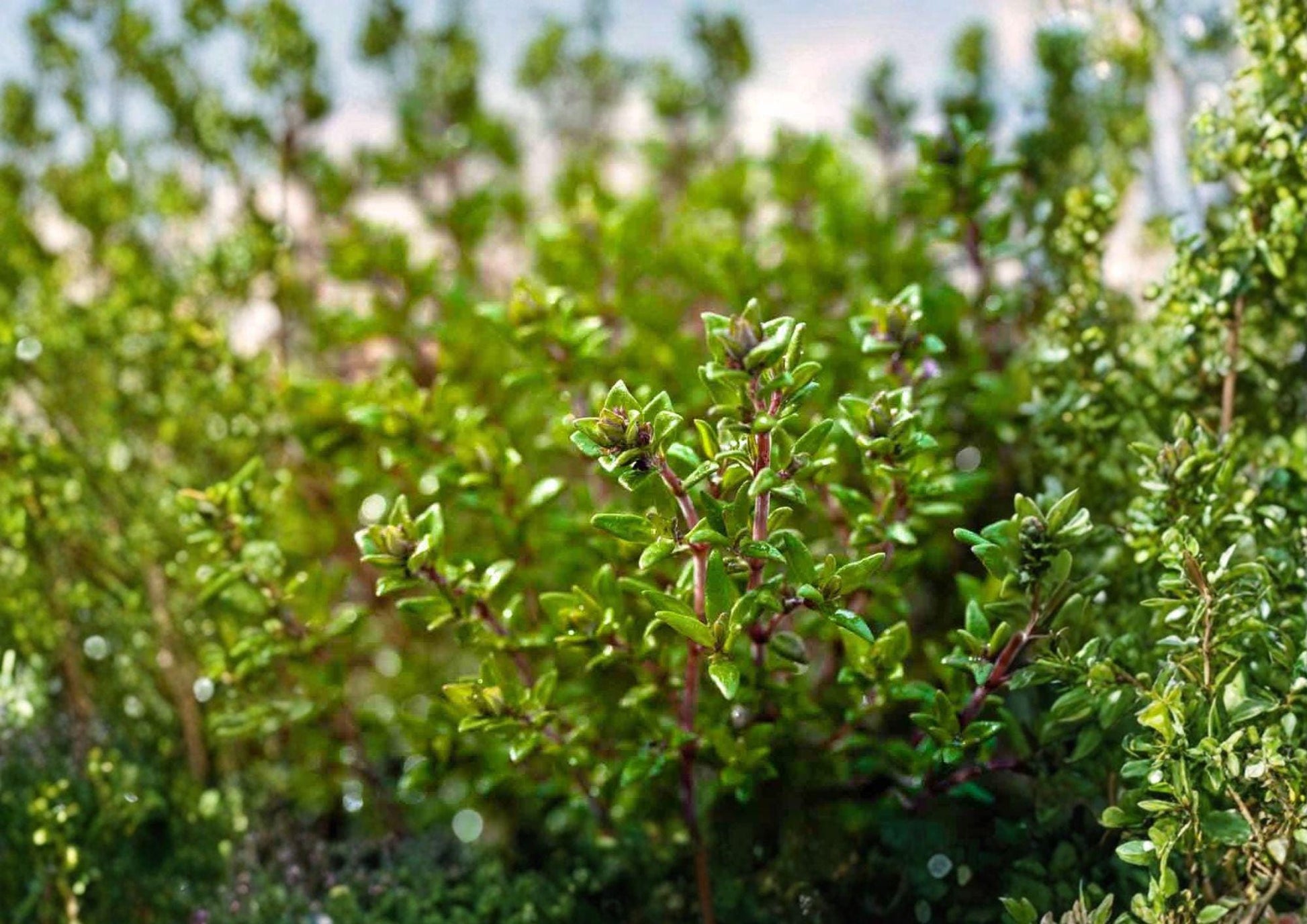 Thyme Seeds 1000+ Heirloom Non-GMO Aromatic Culinary Herb Thymus Vulgaris Perennial Garden Planting Seeds