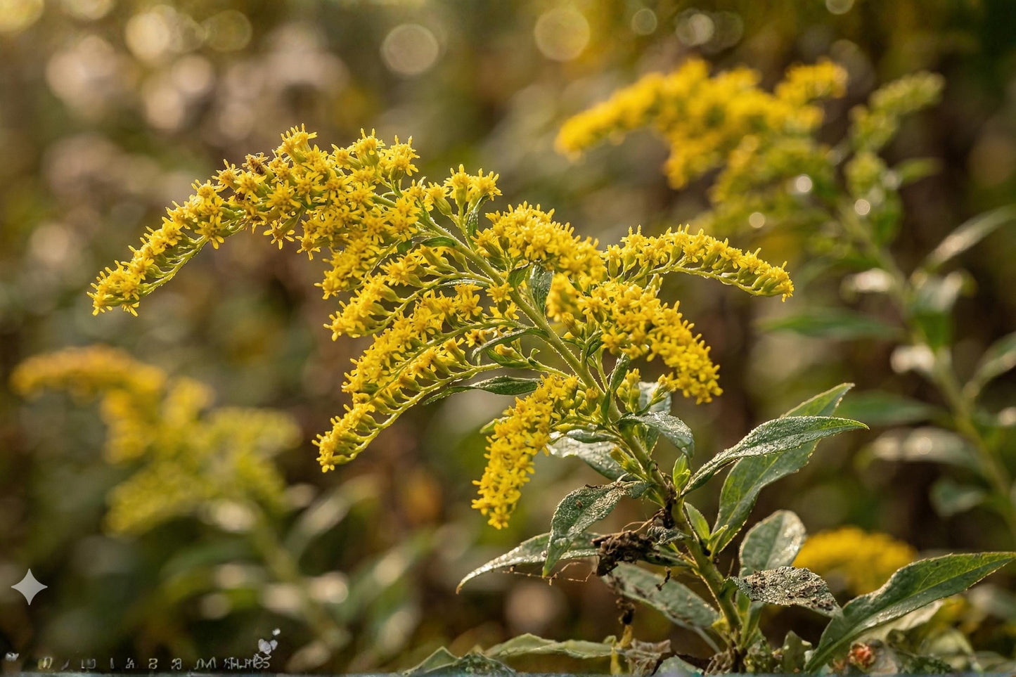 Elmleaf Goldenrod Seeds (100) | Hardy Native Wildflower | Bright Yellow Blooms | Solidago ulmifolia