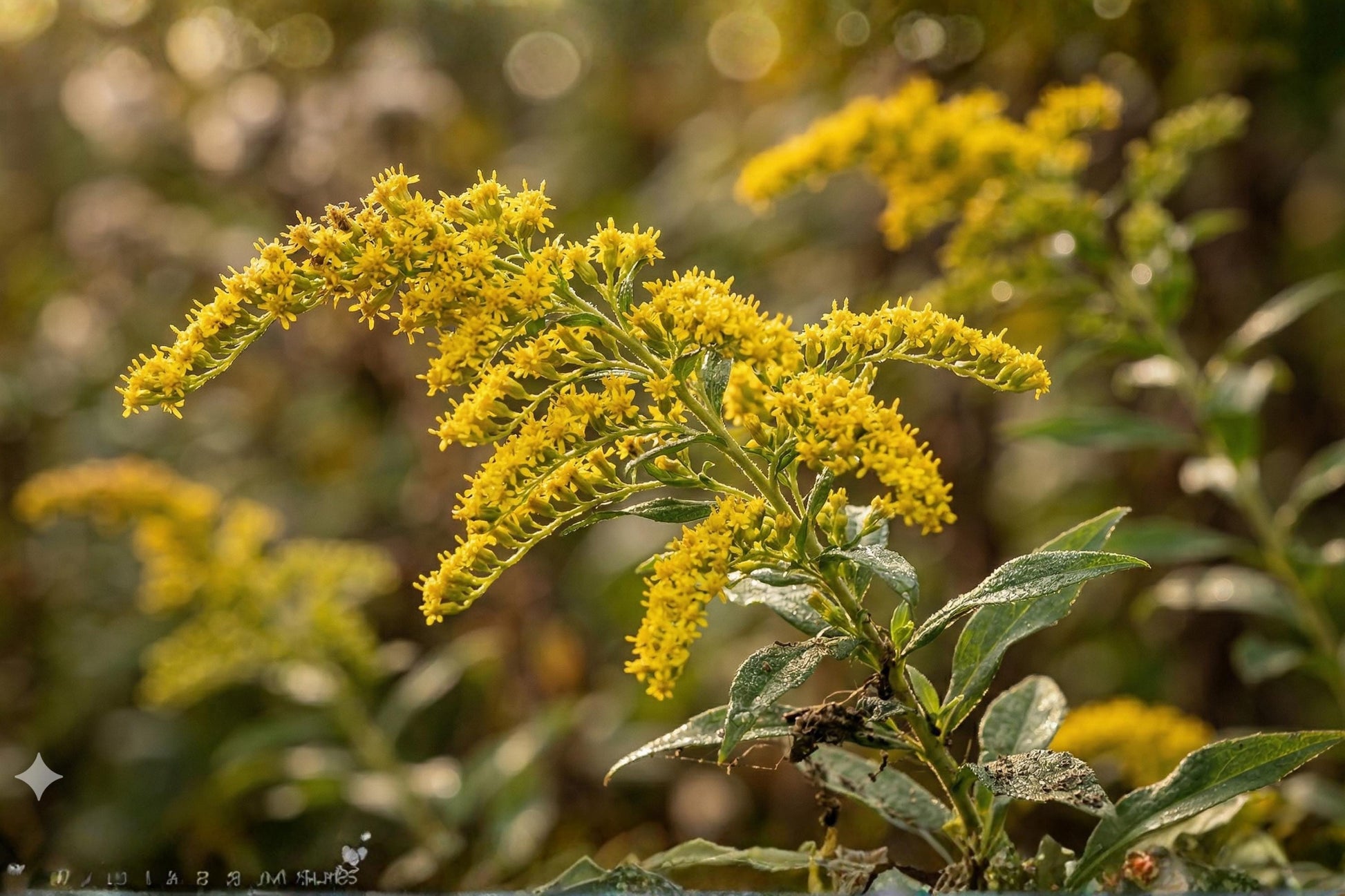 Elmleaf Goldenrod Seeds (100) | Hardy Native Wildflower | Bright Yellow Blooms | Solidago ulmifolia