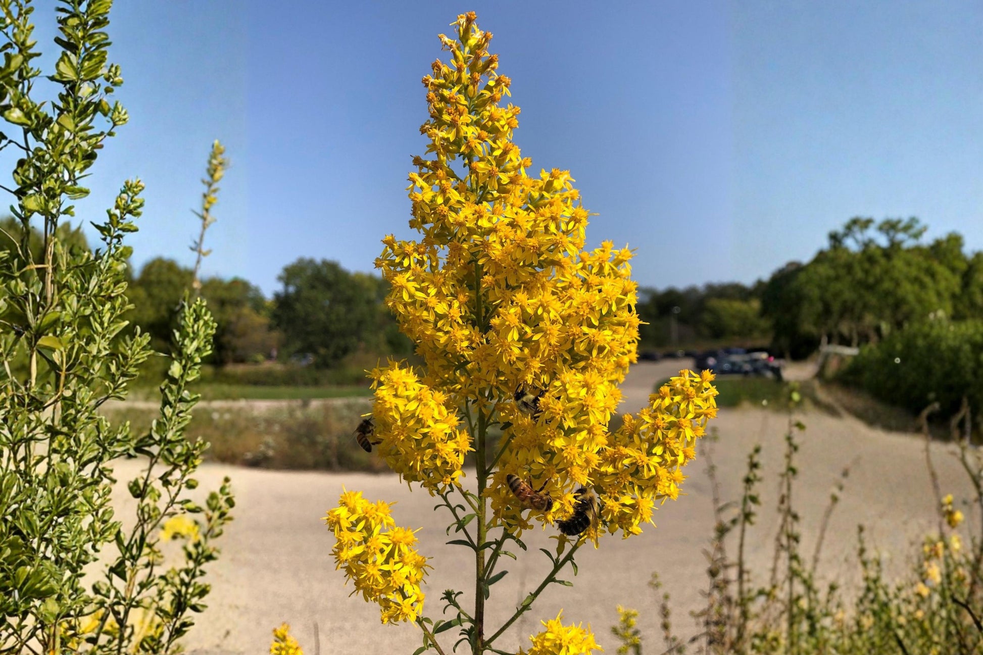 Showy Goldenrod Seeds (100) | Solidago speciosa | Native Perennial for Pollinator Gardens | Bright Golden-Yellow Blooms