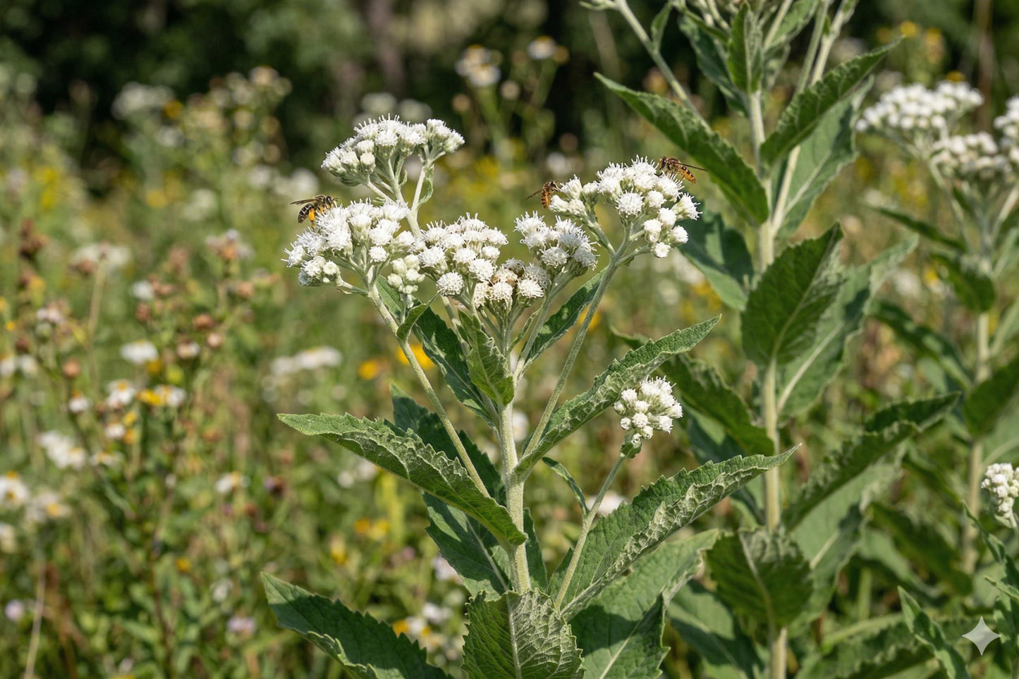 Wild Quinine Seeds (25) | Native Wildflower with White Blooms | Parthenium integrifolium | Drought Tolerant Pollinator Plant