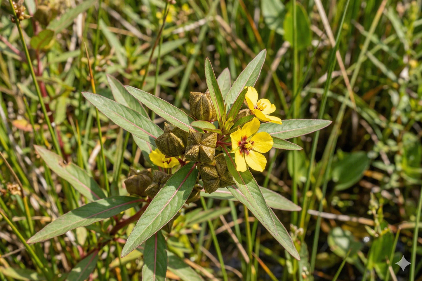 Seedbox Seeds (1000) | Native Wetland Plant with Yellow Flowers | Ludwigia alternifolia | Pollinator Friendly