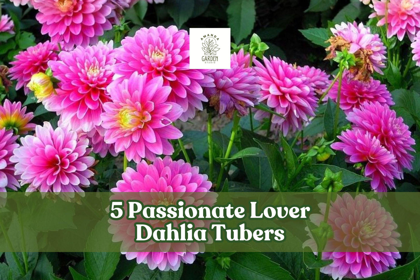 5 Dahlia Tubers - Passionate Lover Mix - Mixed Colors - Dahlia spp. - Vibrant Garden Blooms for Landscaping & Cut Flowers