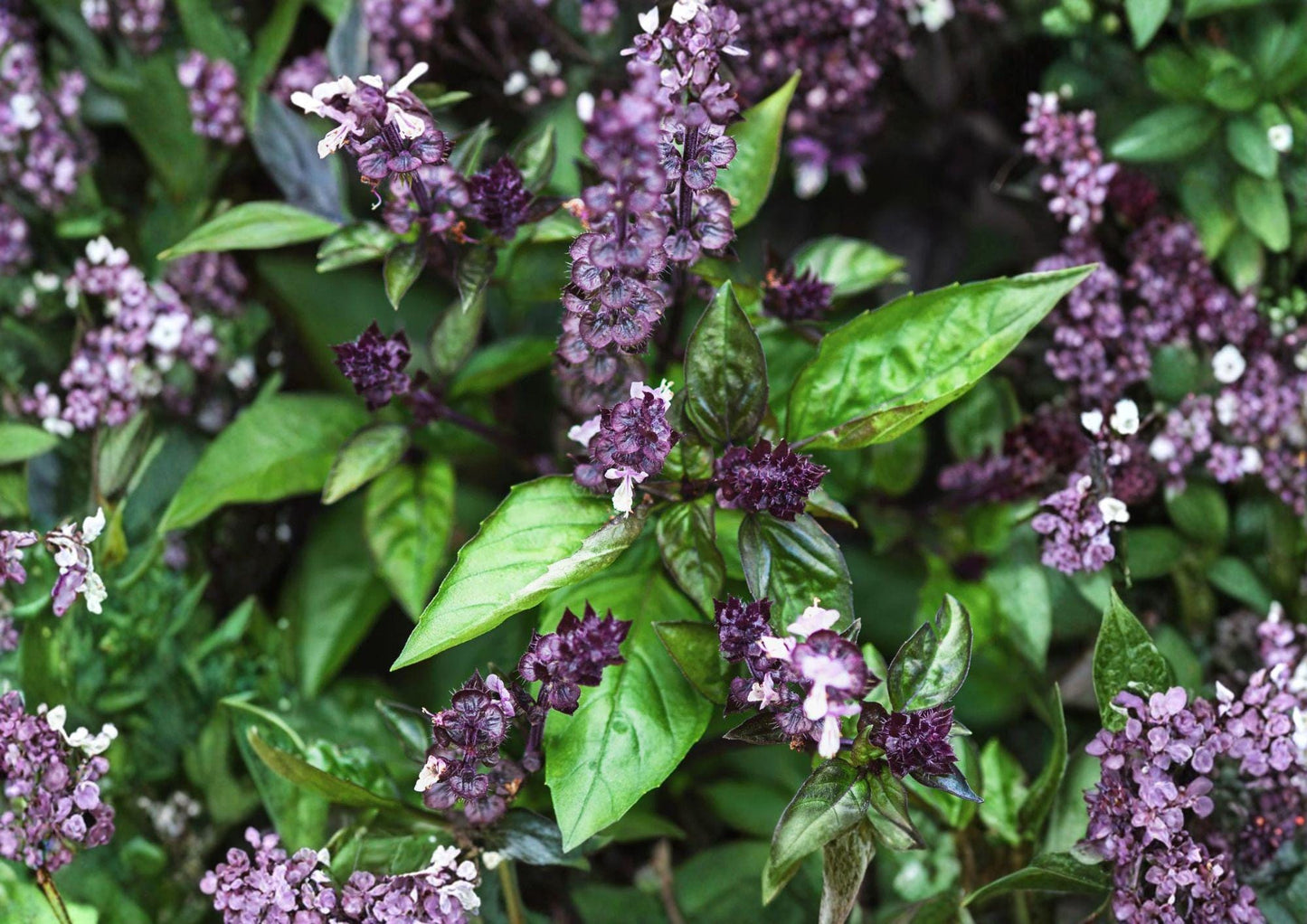 Cinnamon Basil Seeds - 75 Heirloom Non-GMO Aromatic Culinary Herb - Ocimum Basilicum - Sweet Spicy Basil for Garden Planting