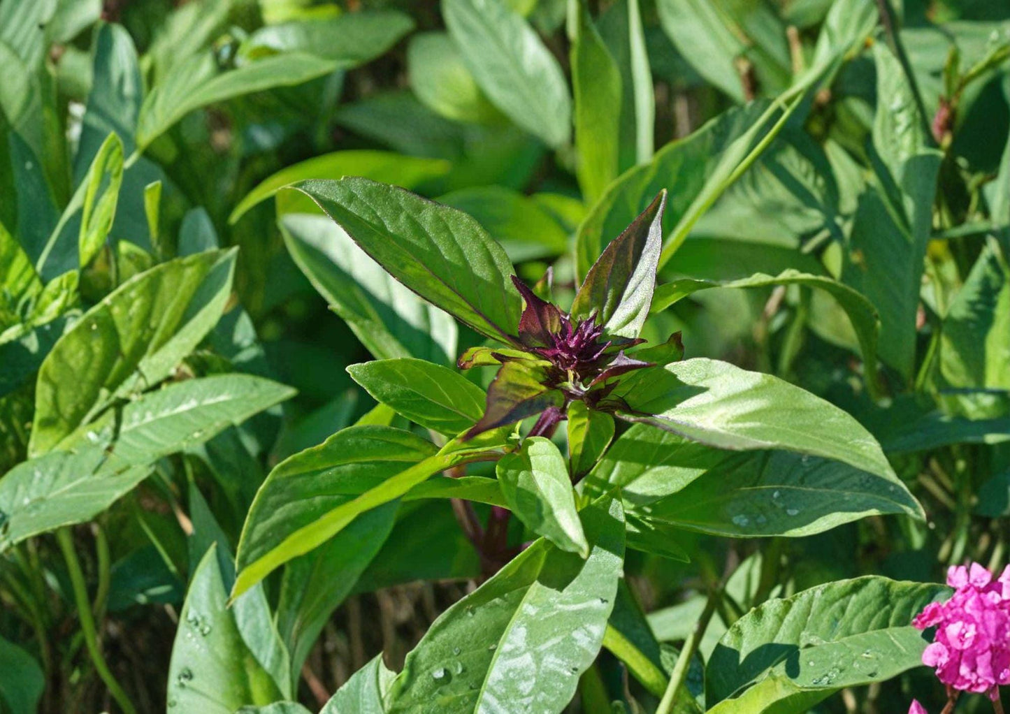 Thai Basil Seeds - 75 Heirloom Non-GMO Seeds for Aromatic Culinary Herb - Ocimum basilicum Sweet Spicy Basil