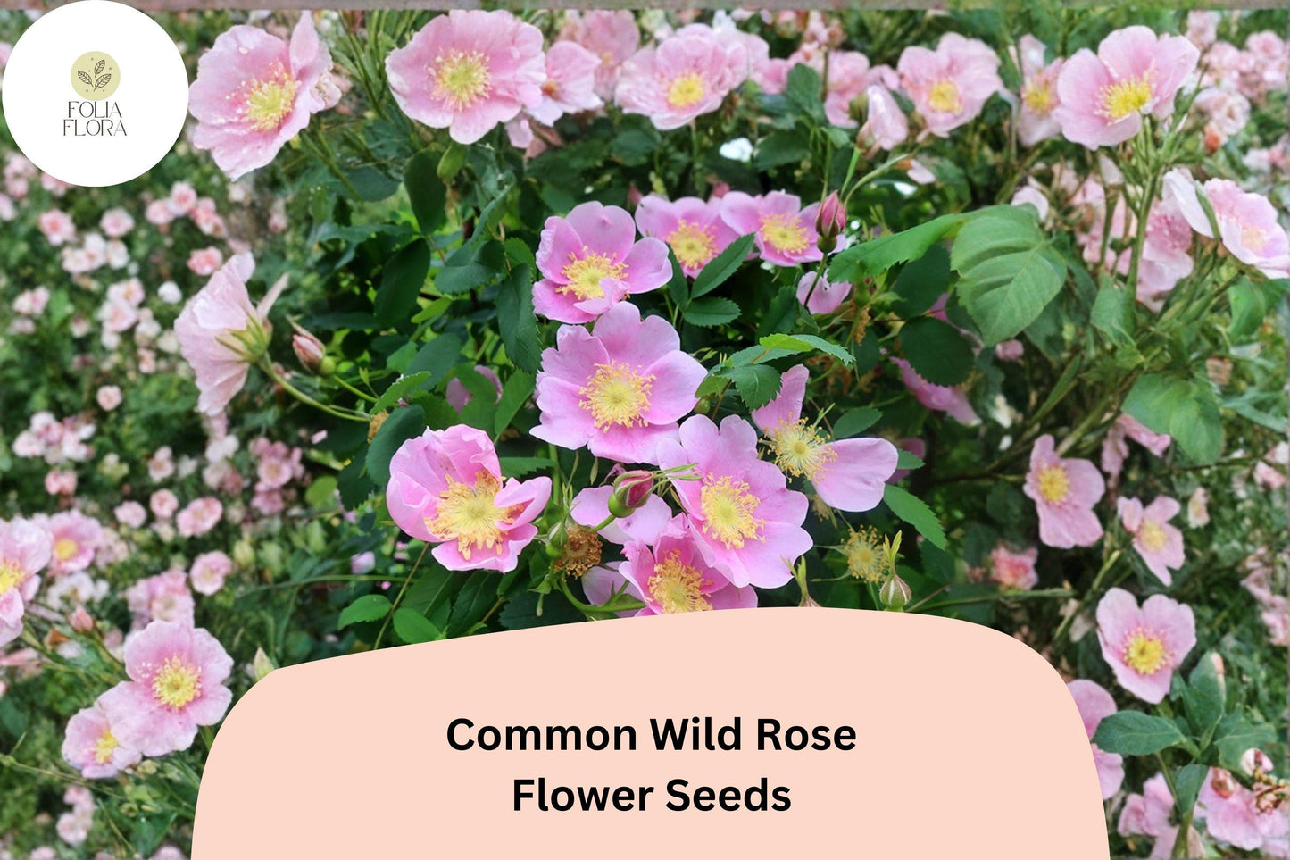 Common Wild Rose Seeds - 25 Pack Pink Flowering Shrub - Rosa woodsii - Native Wildlife Garden Planting