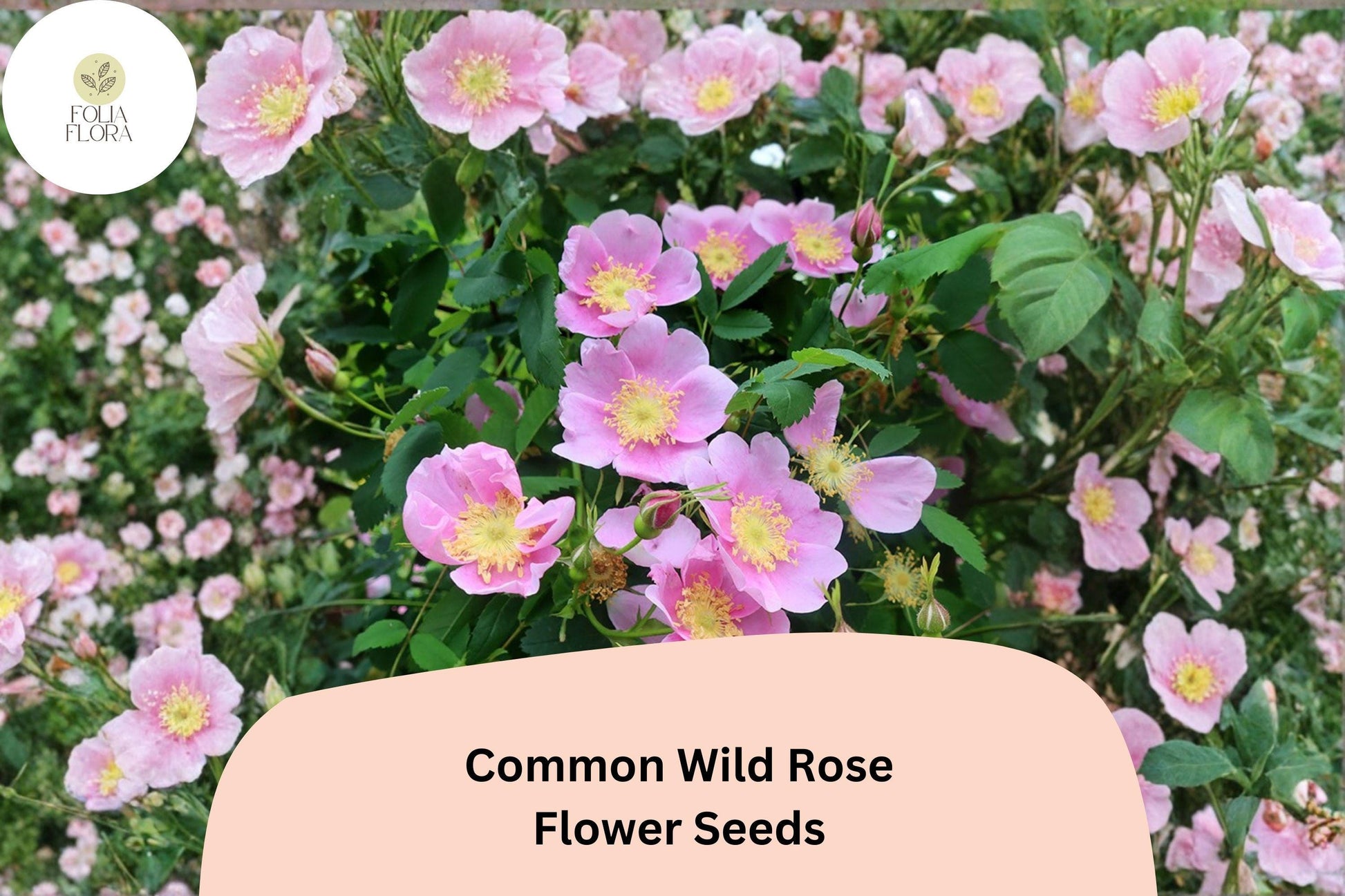 Common Wild Rose Seeds - 25 Pack Pink Flowering Shrub - Rosa woodsii - Native Wildlife Garden Planting