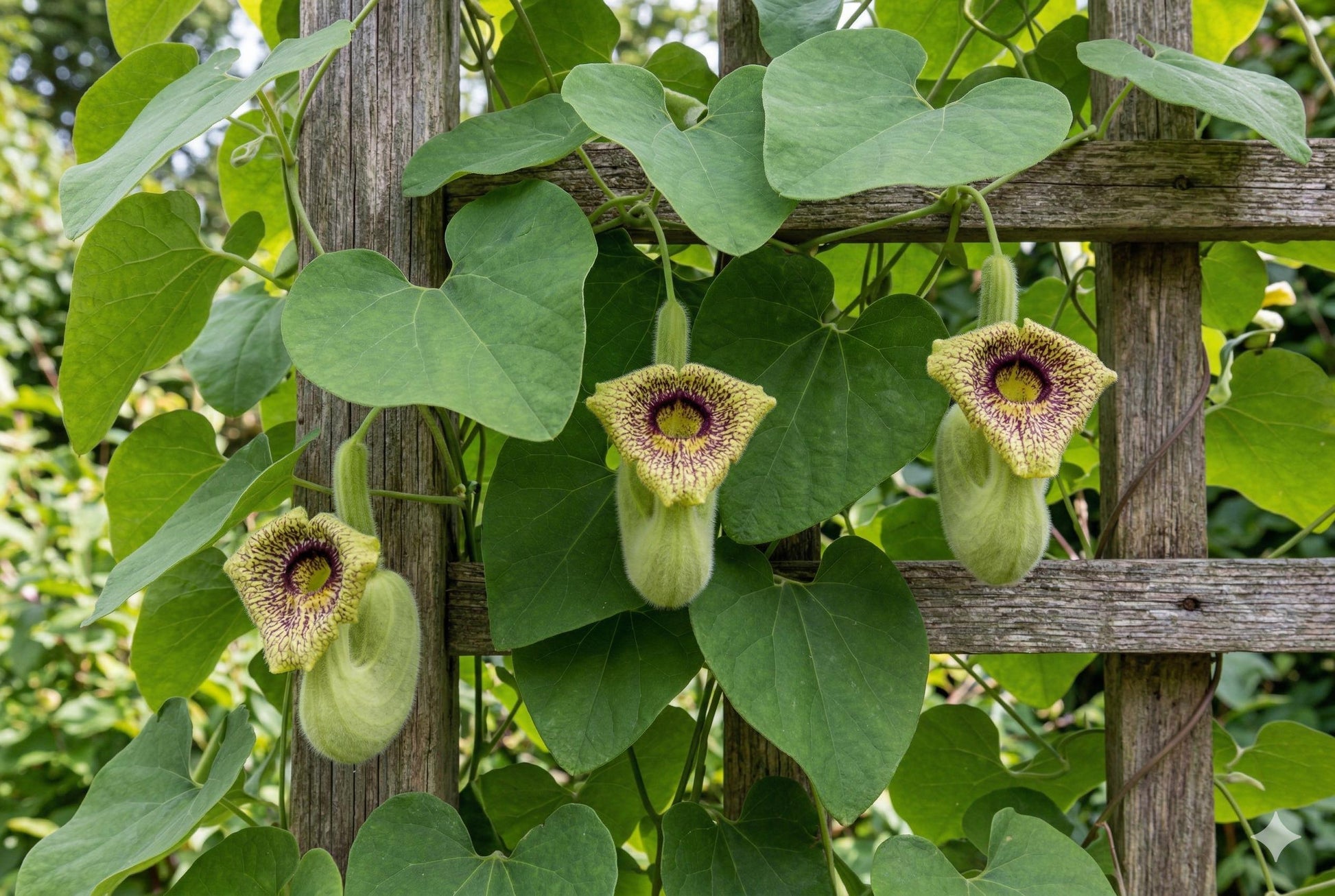 Wooly Pipevine Seeds (10) | Aristolochia tomentosa | Native Climbing Vine | Butterfly Host Plant for Wildlife Gardens