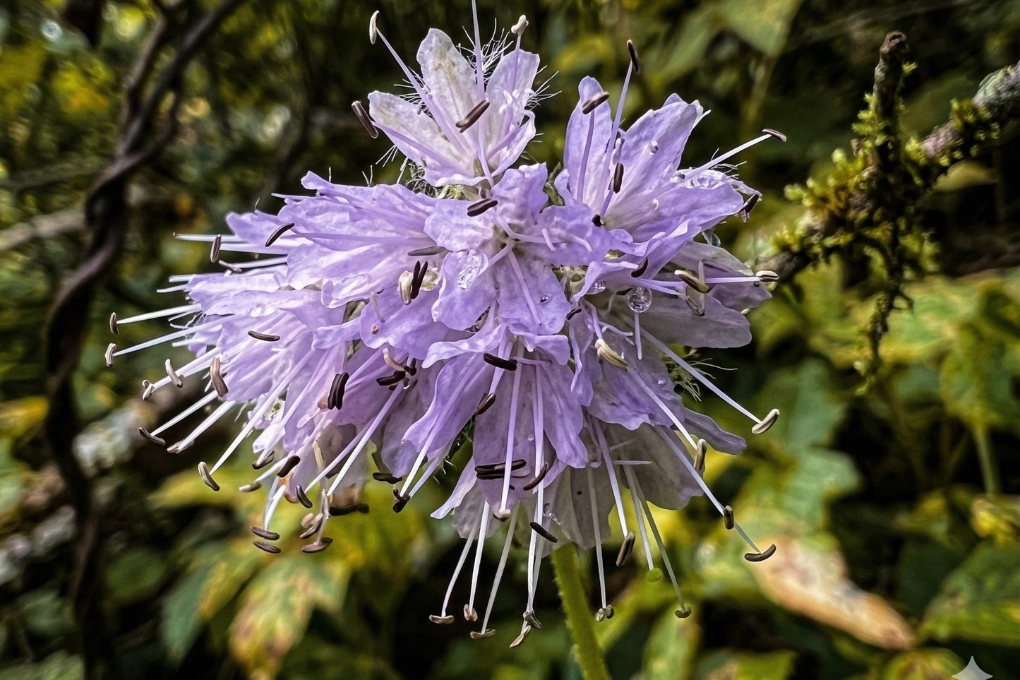 Virginia Waterleaf Seeds (10) - Native Wildflower with Lavender Blooms - Hydrophyllum virginianum - Shade-Loving Garden Plant
