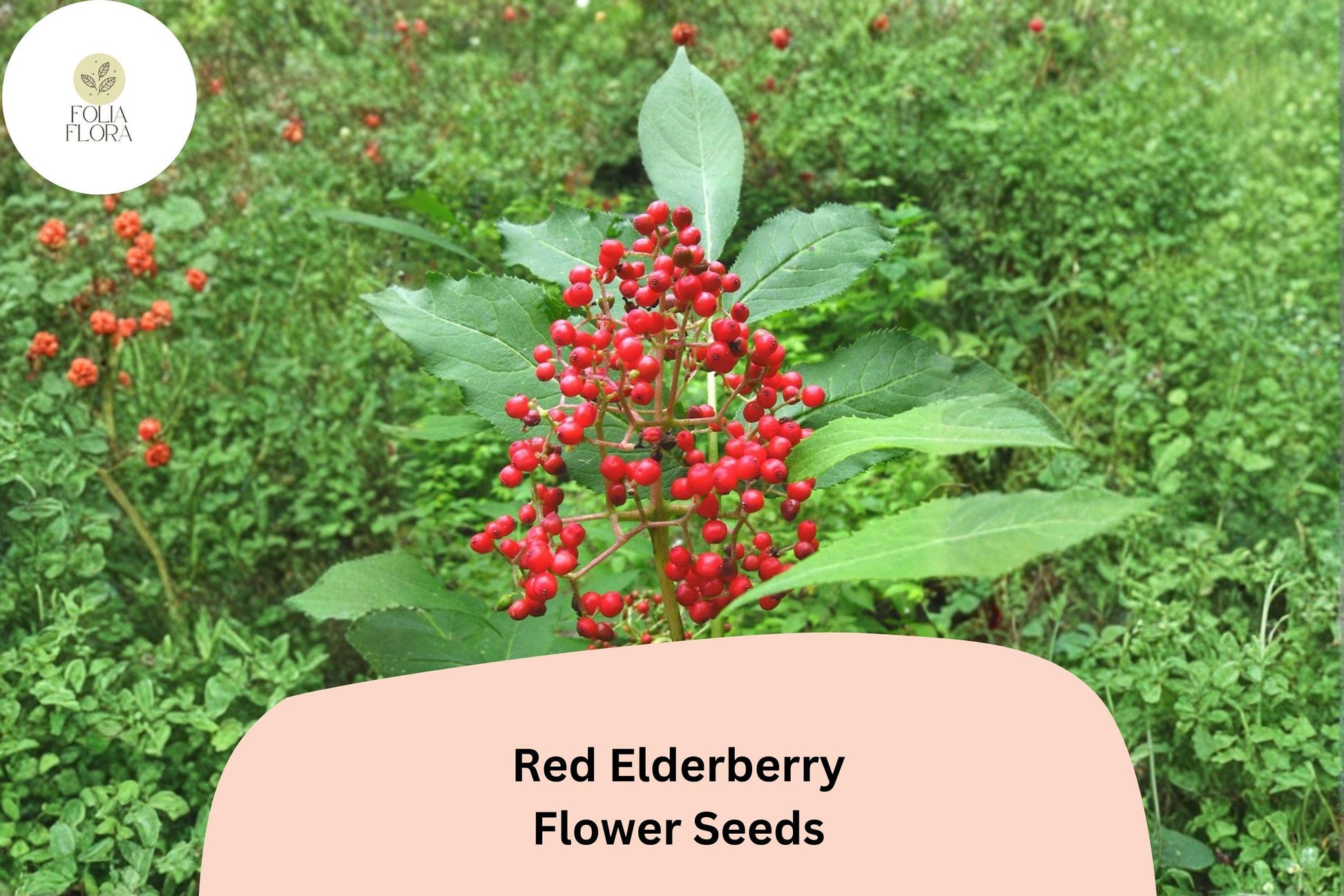 Red Elderberry Seeds - 30 Count - Sambucus racemosa - Ornamental Shrub for Wildlife Gardens & Natural Landscapes