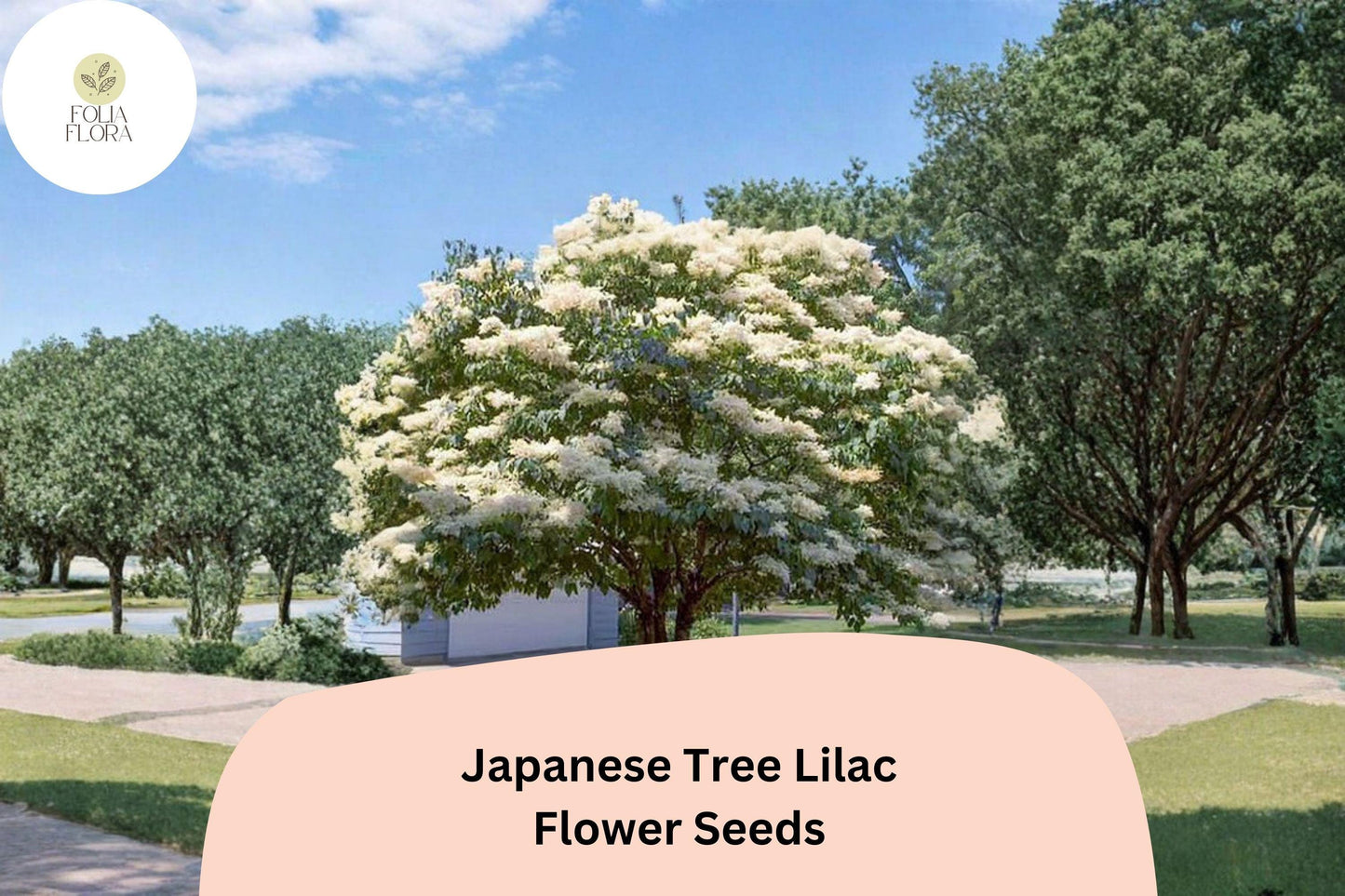 Japanese Tree Lilac Seeds - 10 Syringa amurensis japonica - Ornamental Flowering Tree with Fragrant White Blooms