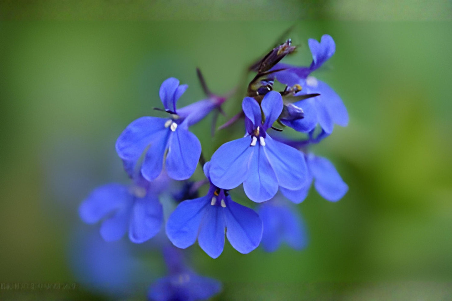 Blue Lobelia Seeds | 100 Seeds | Vivid Blue Wildflower for Pollinator Habitat | Lobelia siphilitica