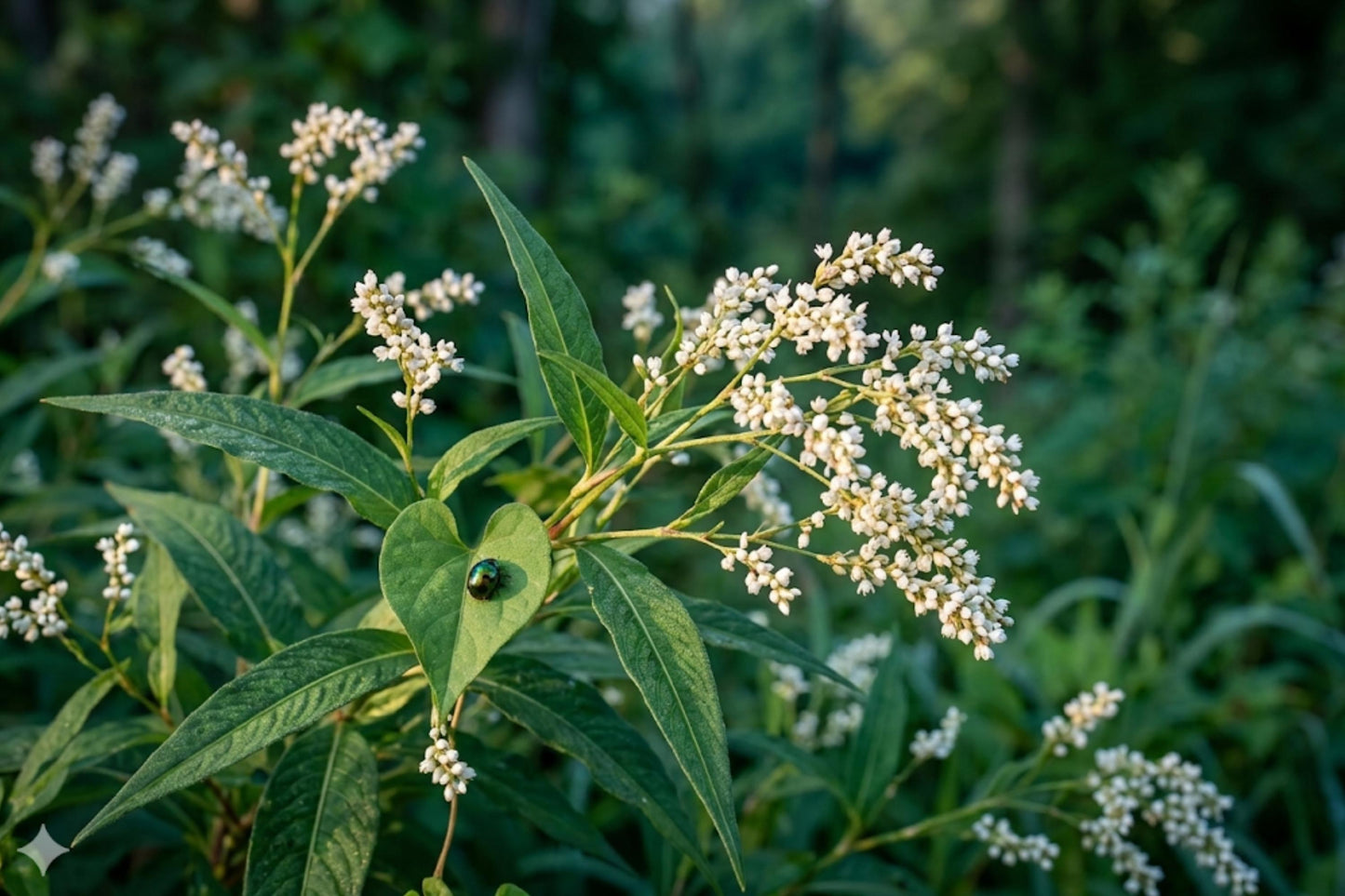Smartweed Seeds (30) | Native Wetland Plant | White Flower Spikes | Persicaria punctata | Easy to Grow for Pollinators