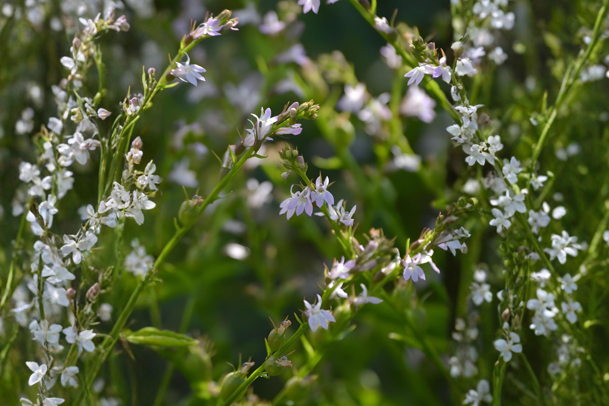 Indian Tobacco Seeds (100) | Native Wildflower with Pale Blue Flowers | Lobelia inflata for Pollinator Gardens