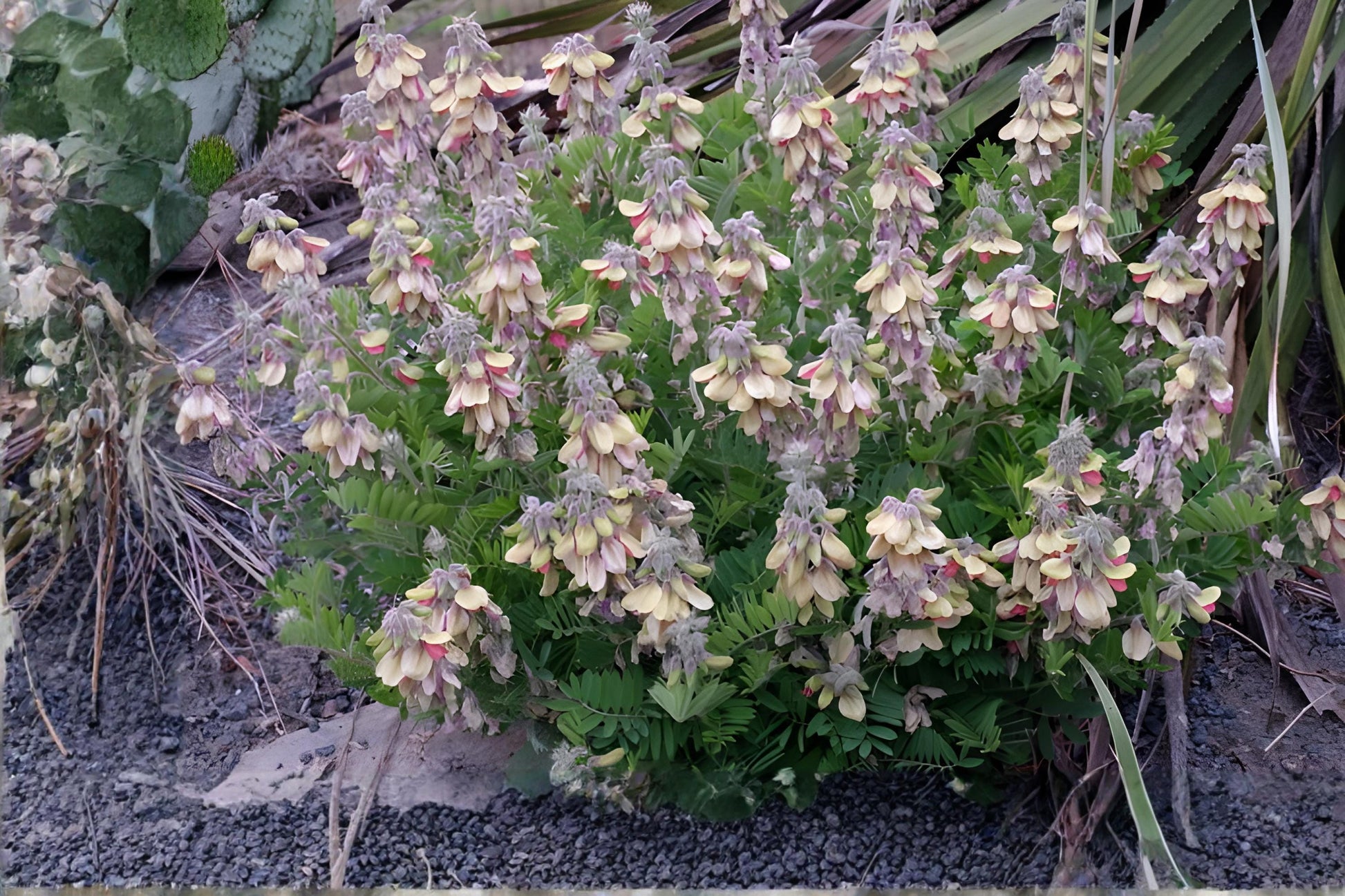 Goat's Rue Seeds (10) - Drought Tolerant Prairie Native with Purple Flowers - Tephrosia virginiana