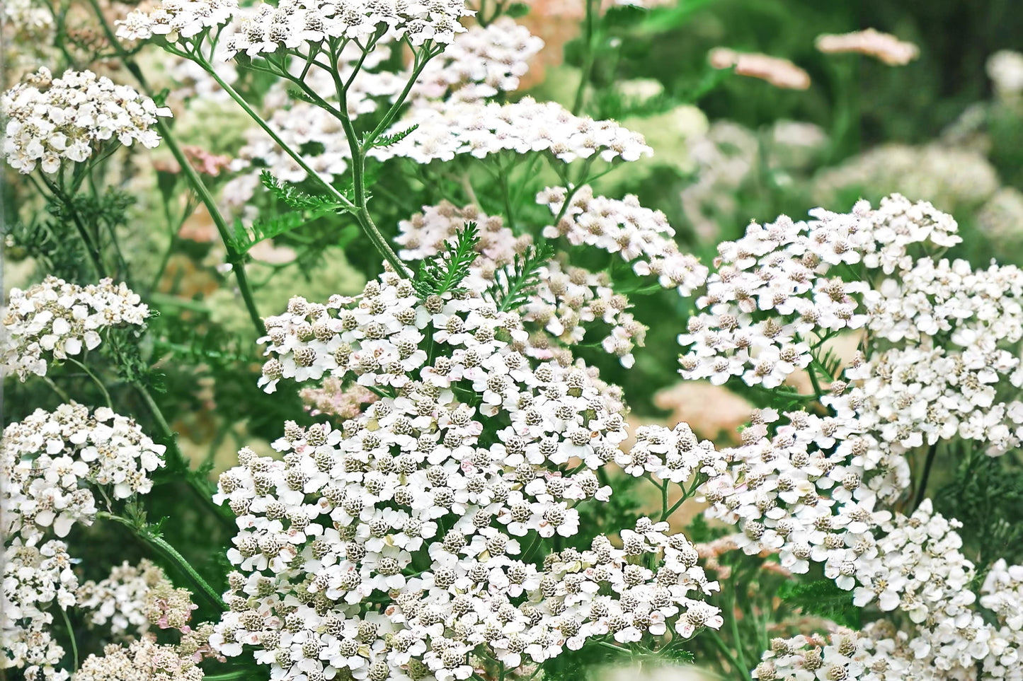 Western Yarrow Seeds (500) | Drought Tolerant Wildflower | Achillea millefolium occidentalis | Prairie Garden Pollinator Plant