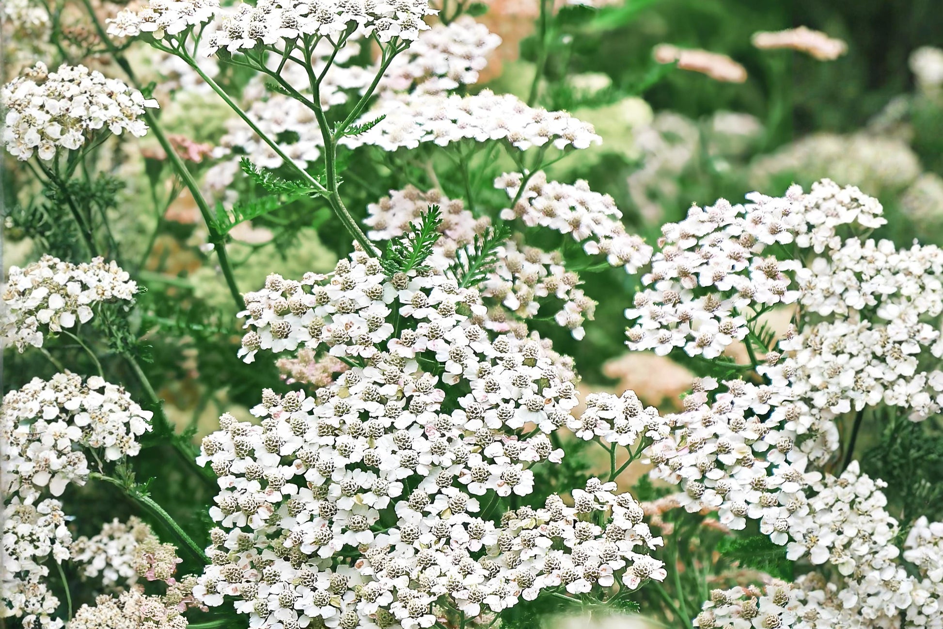 Western Yarrow Seeds (500) | Drought Tolerant Wildflower | Achillea millefolium occidentalis | Prairie Garden Pollinator Plant