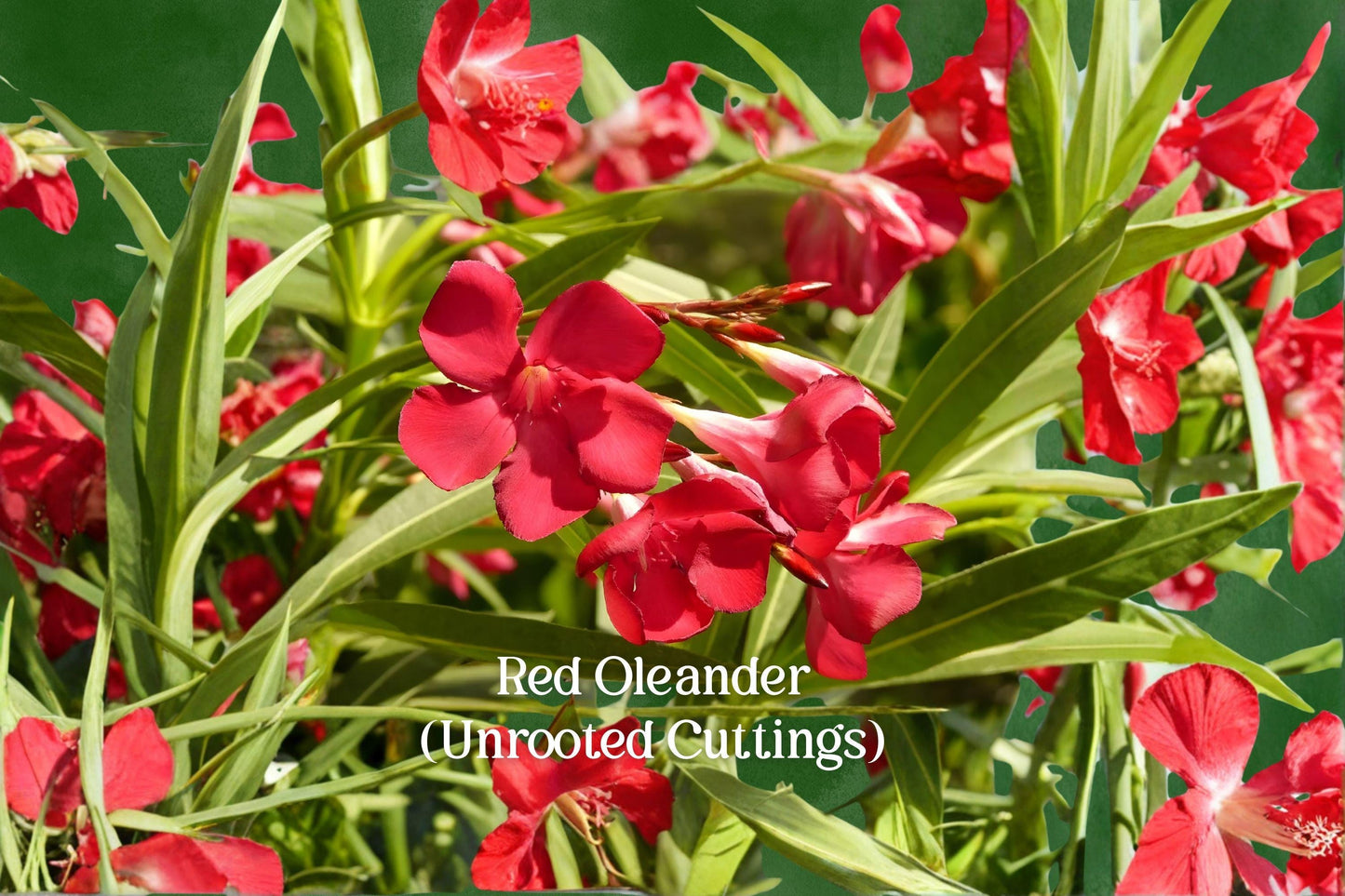 Red Oleander Cuttings - 7 Live Unrooted Cuttings - Nerium Oleander Evergreen Shrub - Vibrant Red Flowers