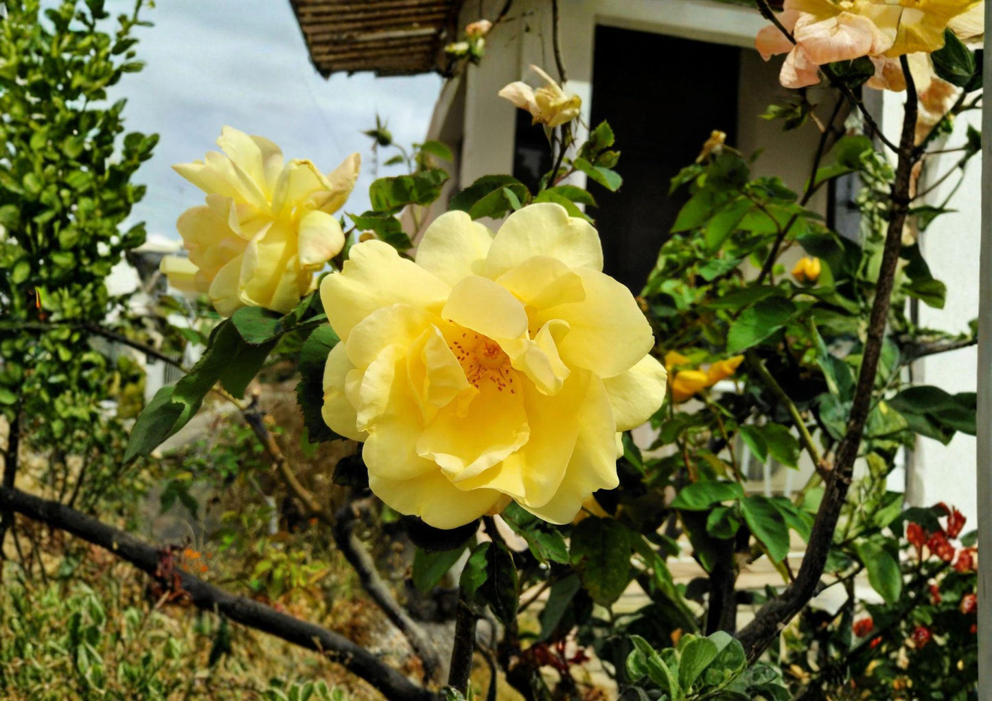Rosa Xanthina Seeds - 10 Heirloom Manchu Yellow Rose Non-GMO Hardy Ornamental Garden Planting Seeds - Fast Growing Shrub