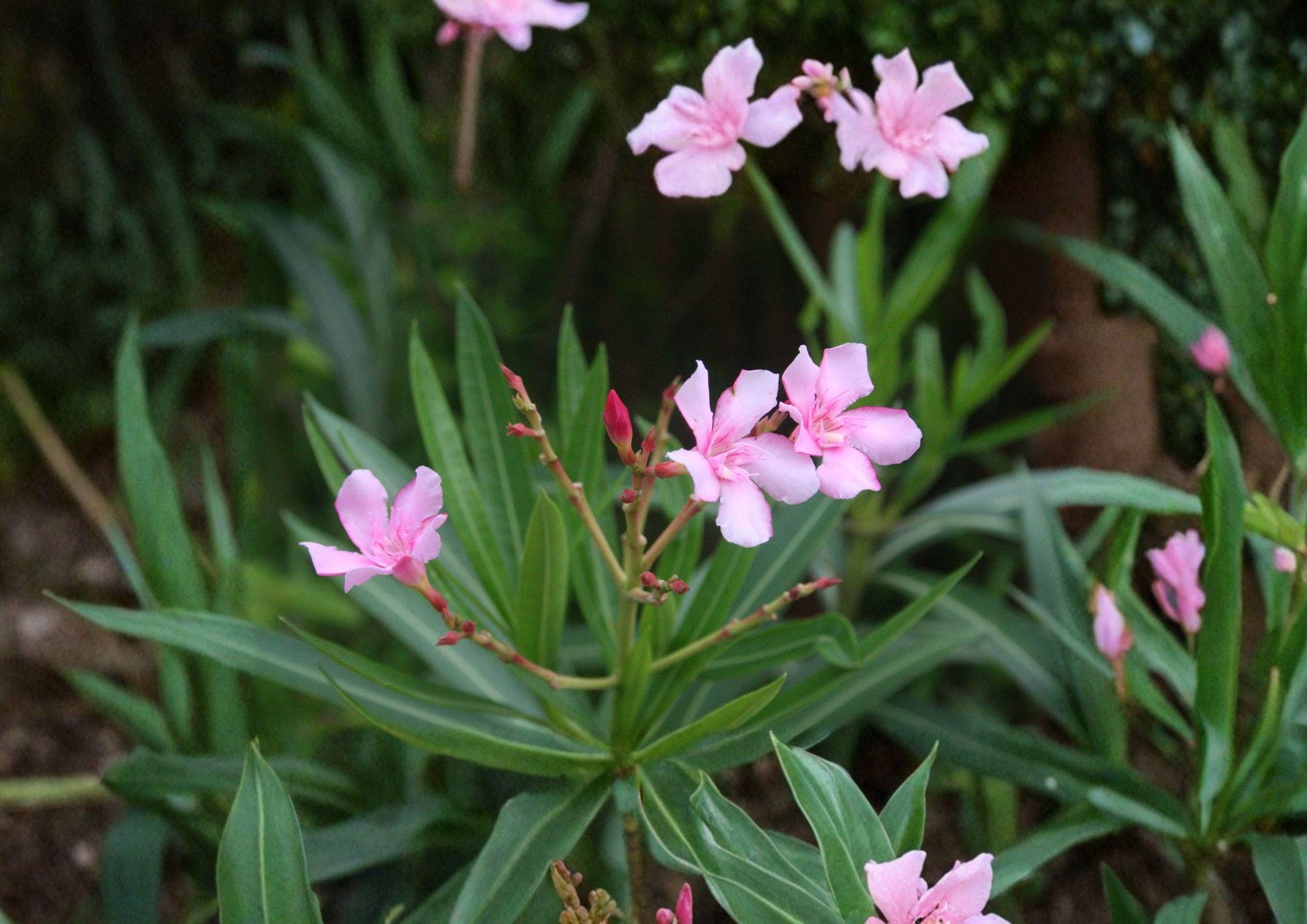 75 Oleander Seeds - Nerium Oleander - Heirloom Non-GMO Evergreen Shrub - Drought Tolerant Ornamental Garden Plant