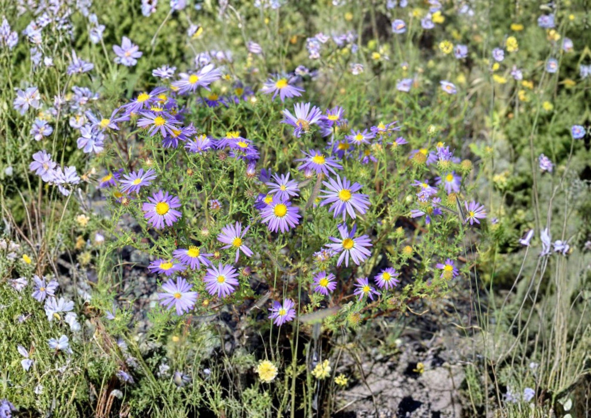 Tahoka Daisy Seeds - 100 Heirloom Non-GMO Purple Wildflower Seeds - Machaeranthera tanacetifolia - Pollinator Garden Planting