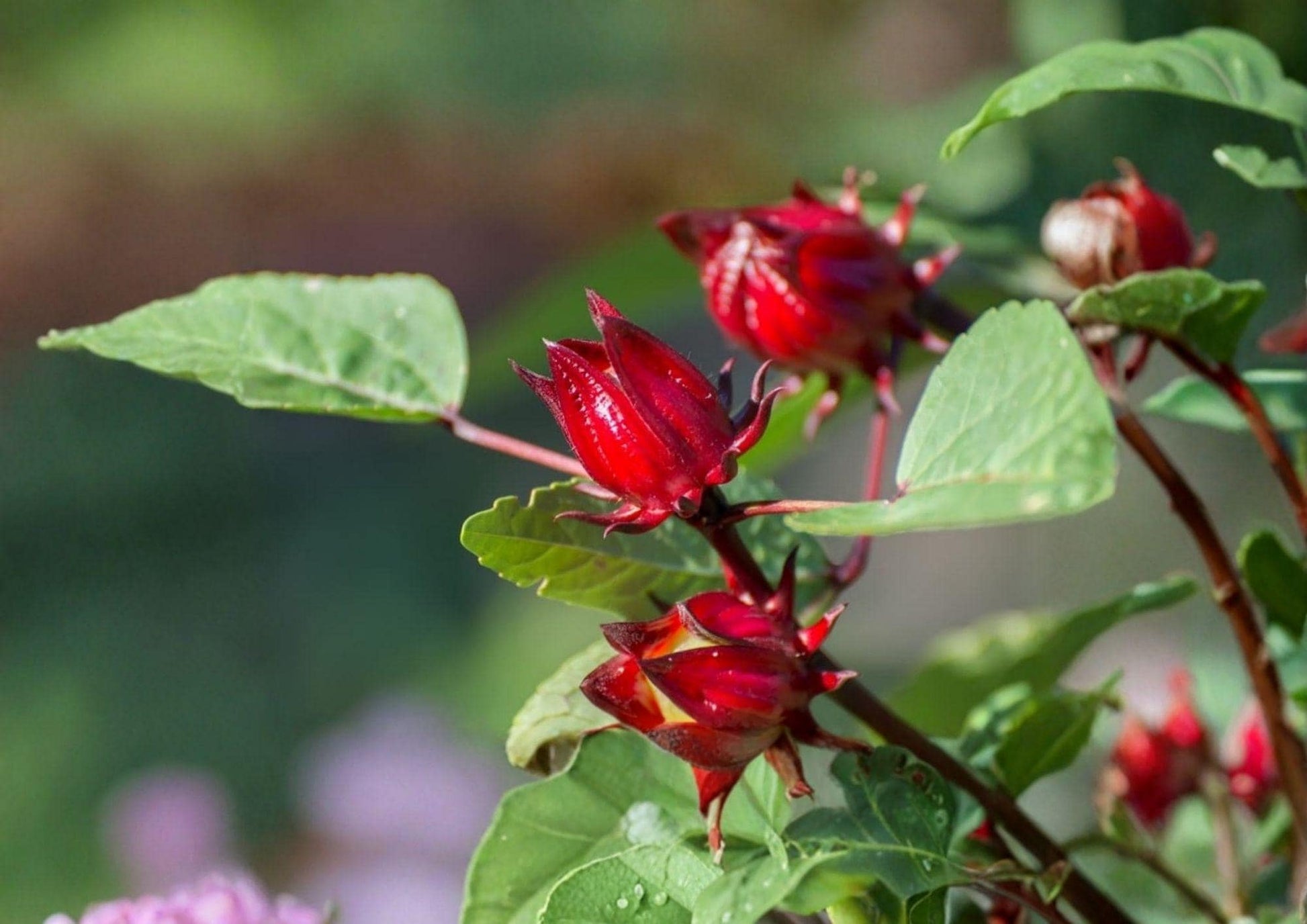 Roselle Seeds - 10 Heirloom Non-GMO Red Calyx Hibiscus Sabdariffa for Herbal Tea Garden Planting