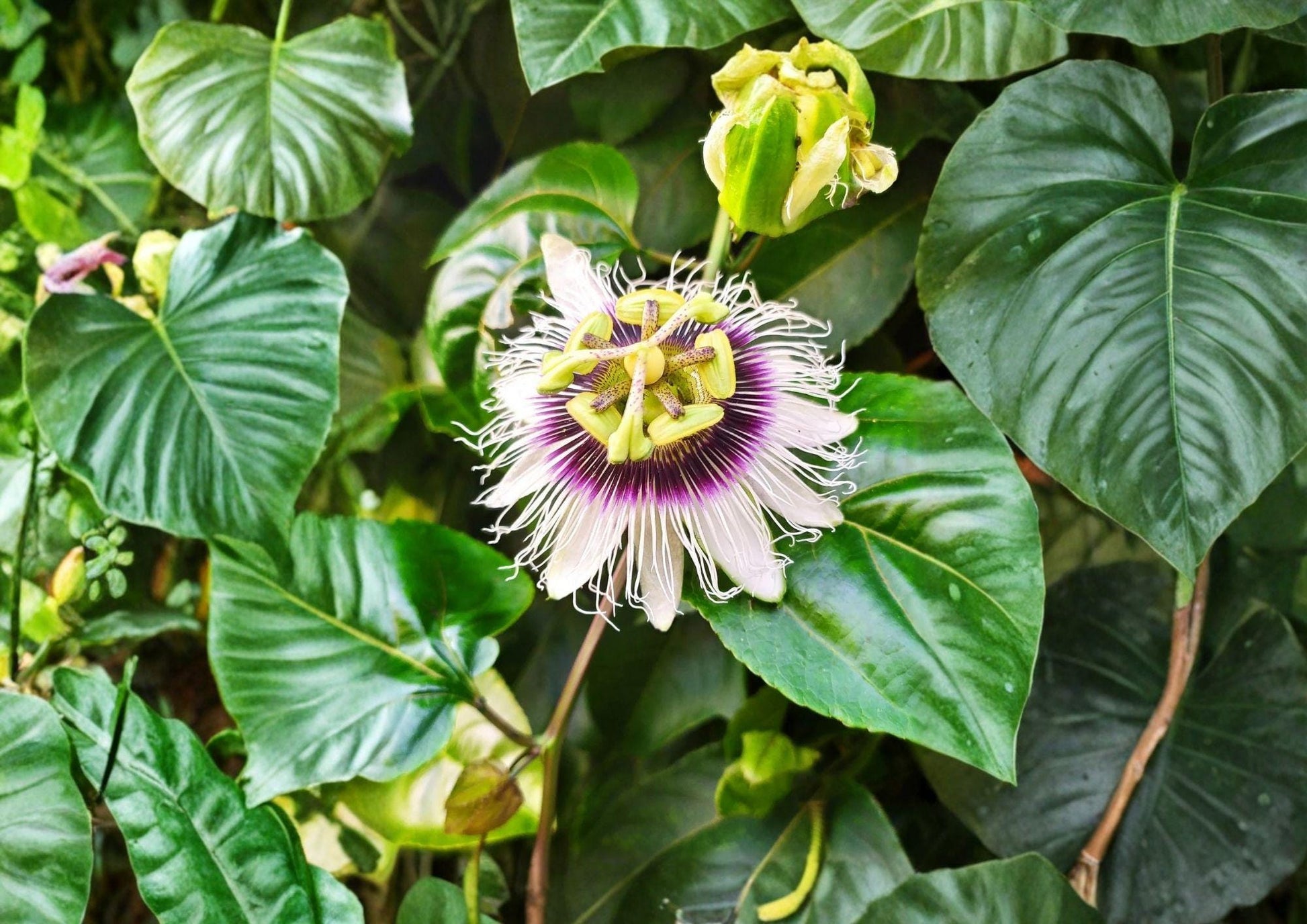 Passion Fruit Seeds - 10 Heirloom Non-GMO Purple Granadilla - Passiflora Edulis - Exotic Flower Garden Planting Seeds