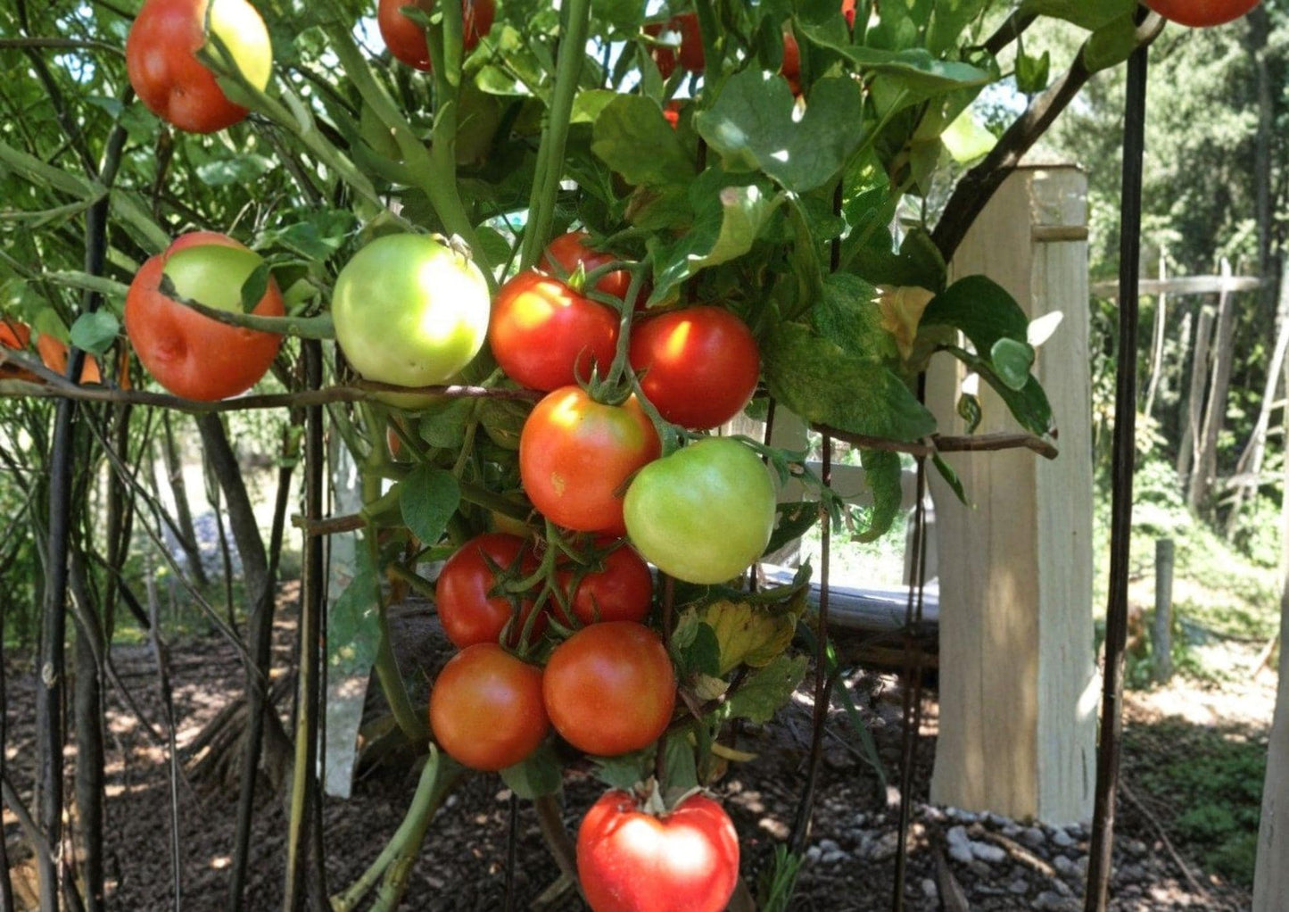 Siberian Tomato Seeds - 120+ Heirloom Non-GMO Cold Hardy Early Variety - Solanum Lycopersicum for Vegetable Garden