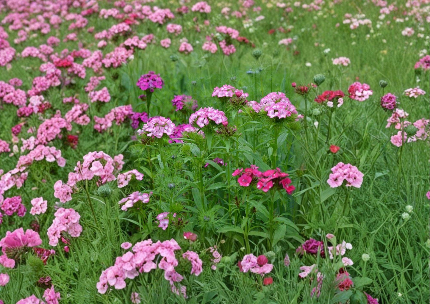 Sweet William Seeds - 200+ Heirloom Non-GMO Mixed Color Dianthus Barbatus - Fragrant Flower Garden Planting Seeds