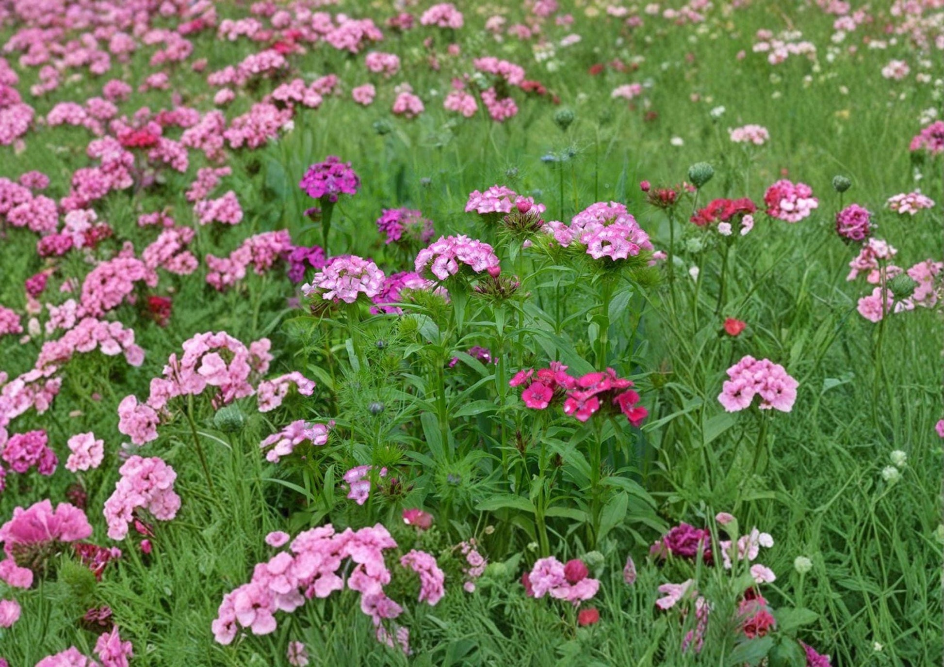 Sweet William Seeds - 200+ Heirloom Non-GMO Mixed Color Dianthus Barbatus - Fragrant Flower Garden Planting Seeds