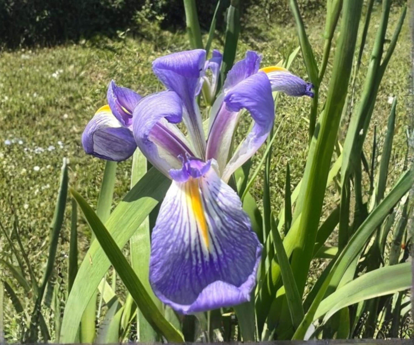 Louisiana Blue Flag Iris Plant - Live Hardy Aquatic Marginal Flower - Iris versicolor - Indigo Blooms for Pond Gardens