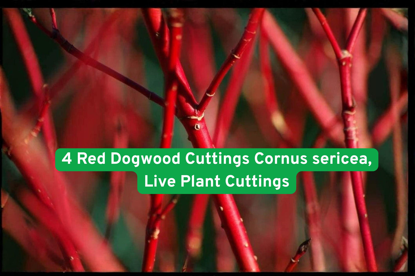 4 Red Dogwood Cuttings, Cornus sericea, Unrooted Plant Cuttings for Easy Propagation, Vibrant Red Stems and Green Foliage