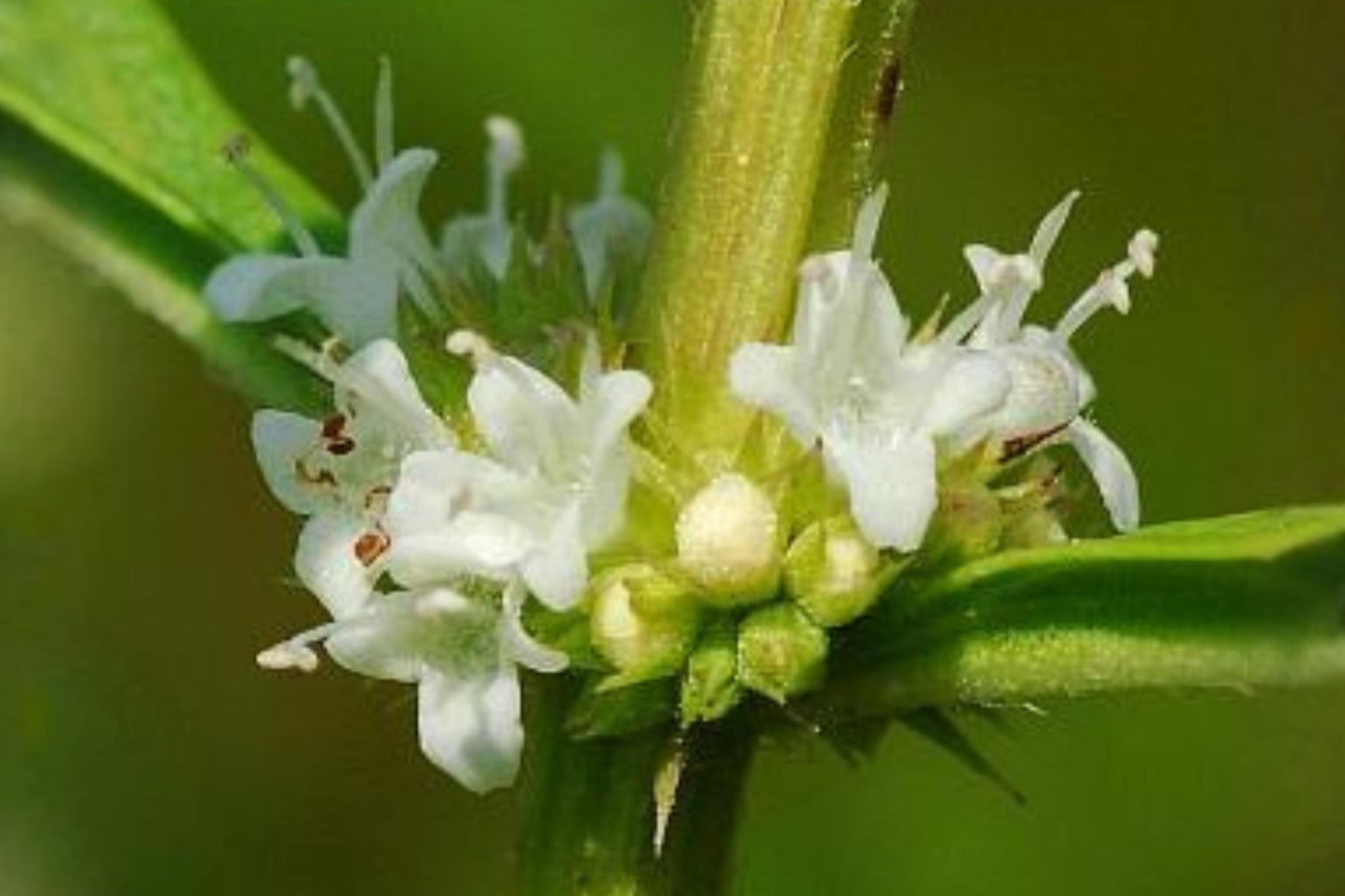 American Bugleweed Seeds (500) | Moisture-Loving Native Plant | Lycopus americanus | Ideal for Wetlands and Pollinator Gardens