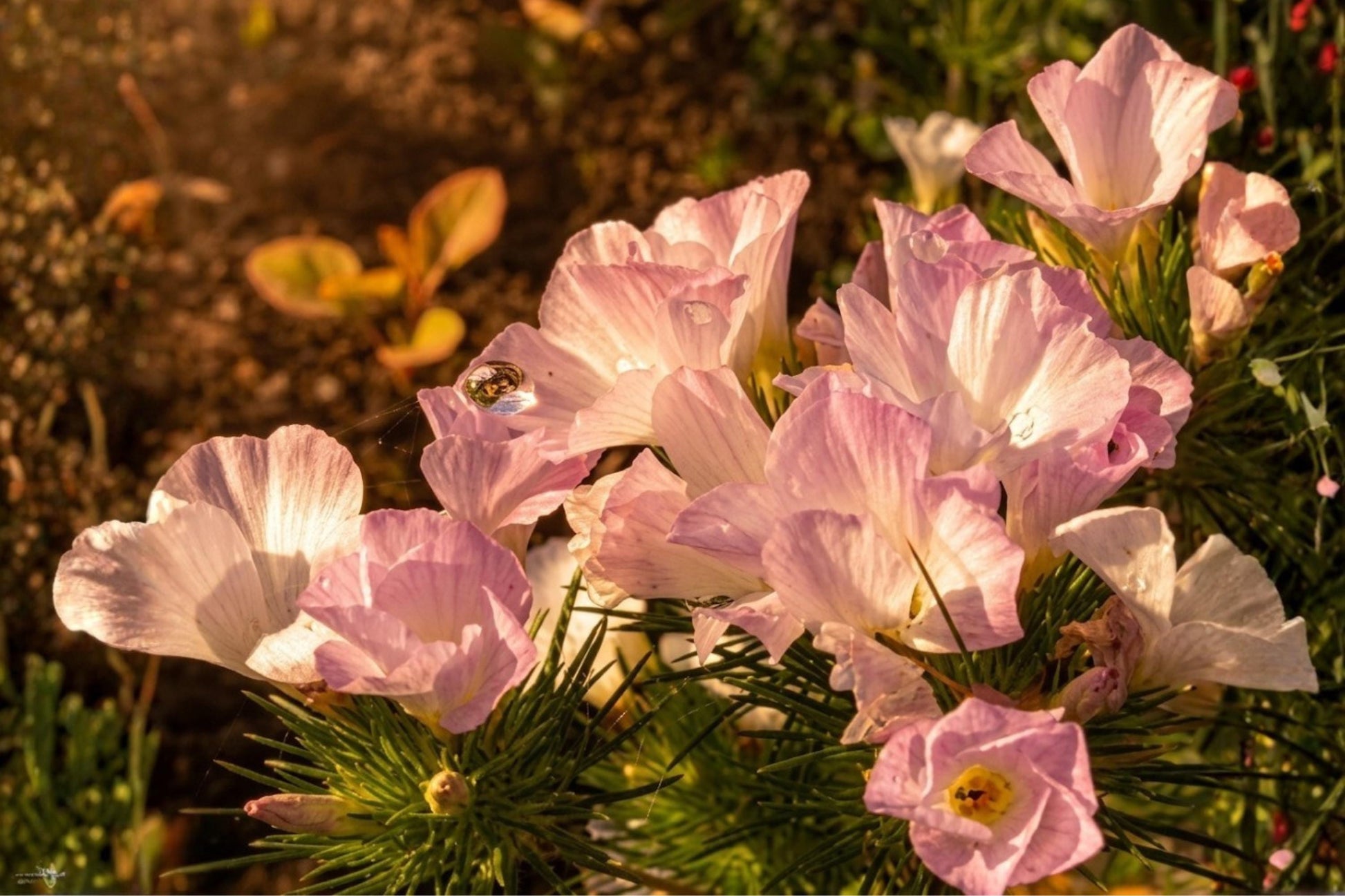 American Bugleweed Seeds (500) | Pastel Wildflower Mix in Pink, White, Lavender | Pollinator-Friendly (Lycopus americanus)