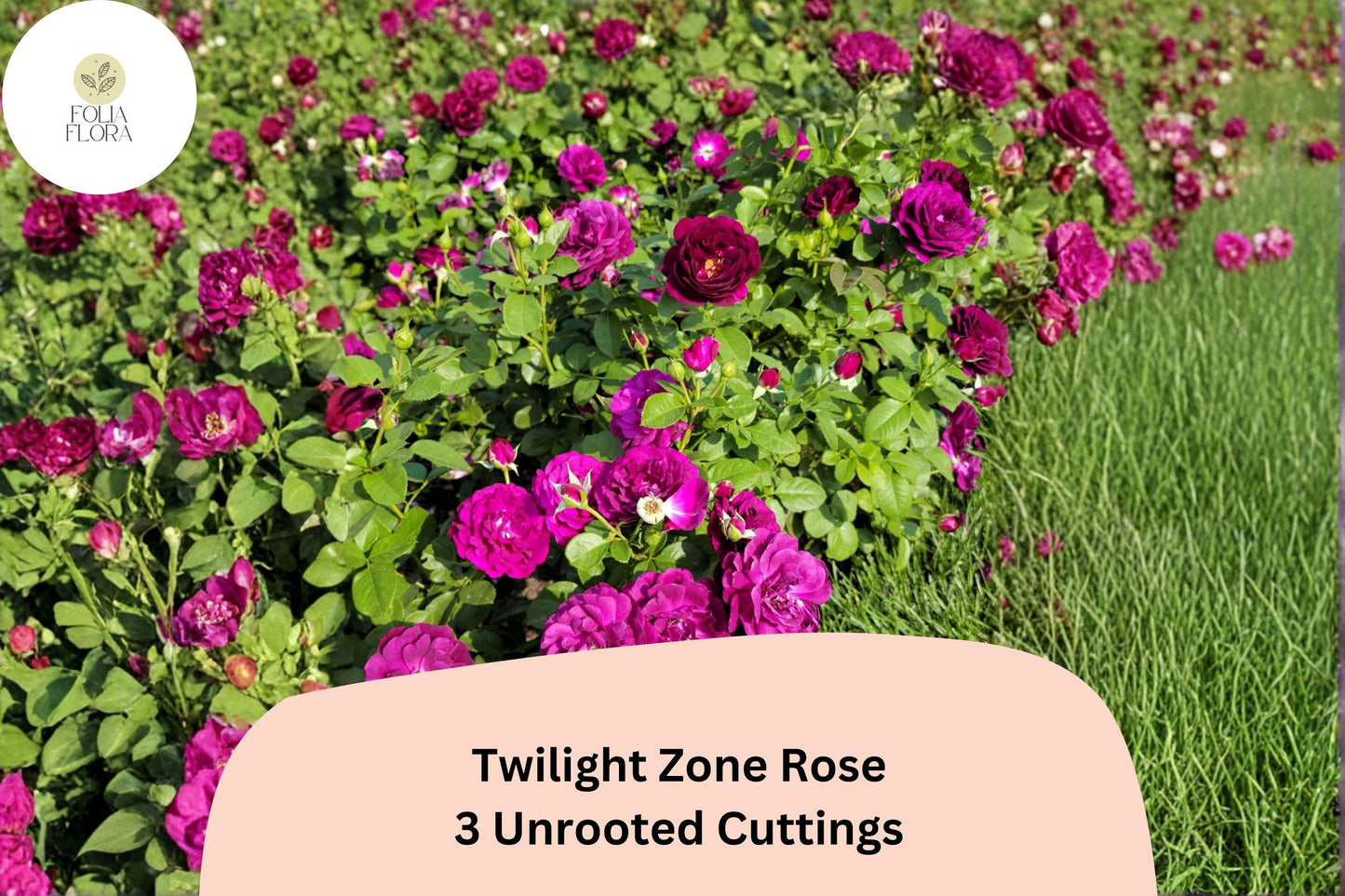Twilight Zone Rose Cuttings - 3 Rare Purple Hybrid Tea Rose Cuttings for Propagation, Rosa hybrid ‘Twilight Zone’