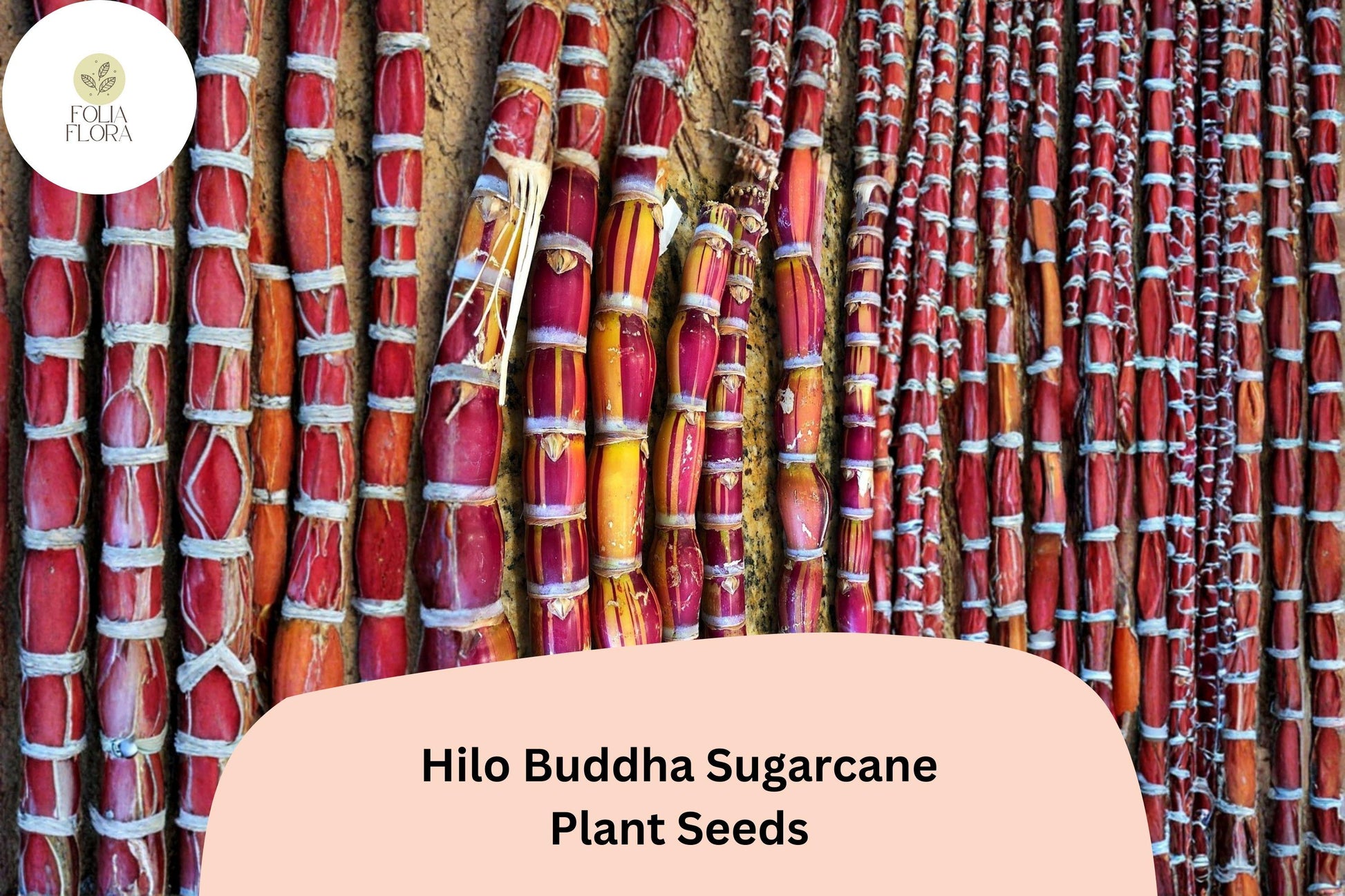 Hilo Buddha Hawaiian Sugarcane Seeds - 30 Rare Tropical Seeds - Saccharum officinarum - Ornamental Cane Grass for Gardens