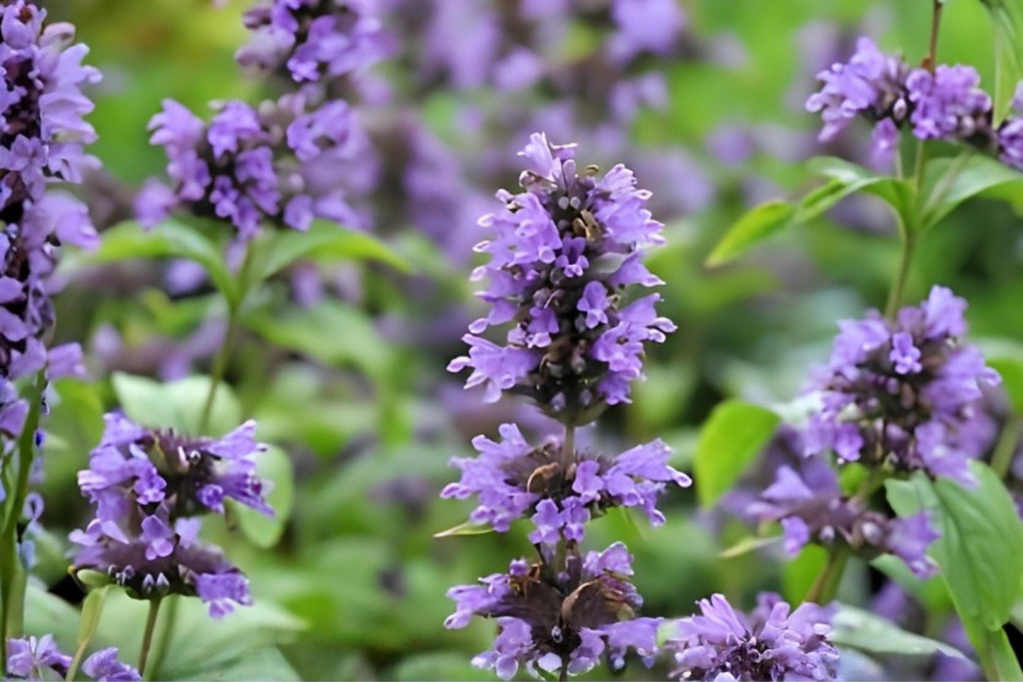 Anise Hyssop Seeds (100) | Licorice Mint | Agastache foeniculum | Fragrant Herb for Pollinator Gardens