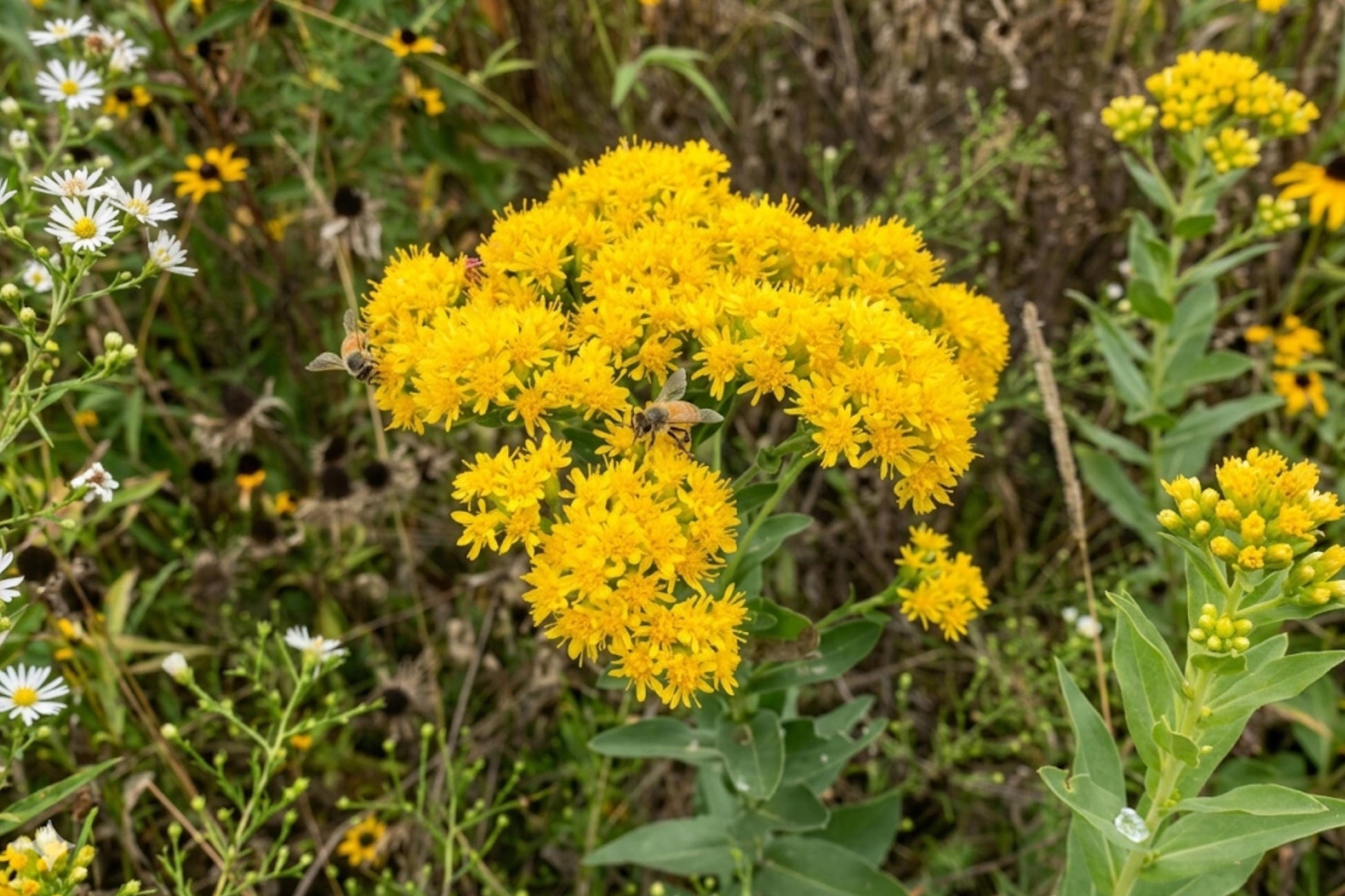 Stiff Goldenrod Seeds (100) | Native Wildflower with Golden-Yellow Blooms | Solidago rigida | Hardy & Drought Tolerant