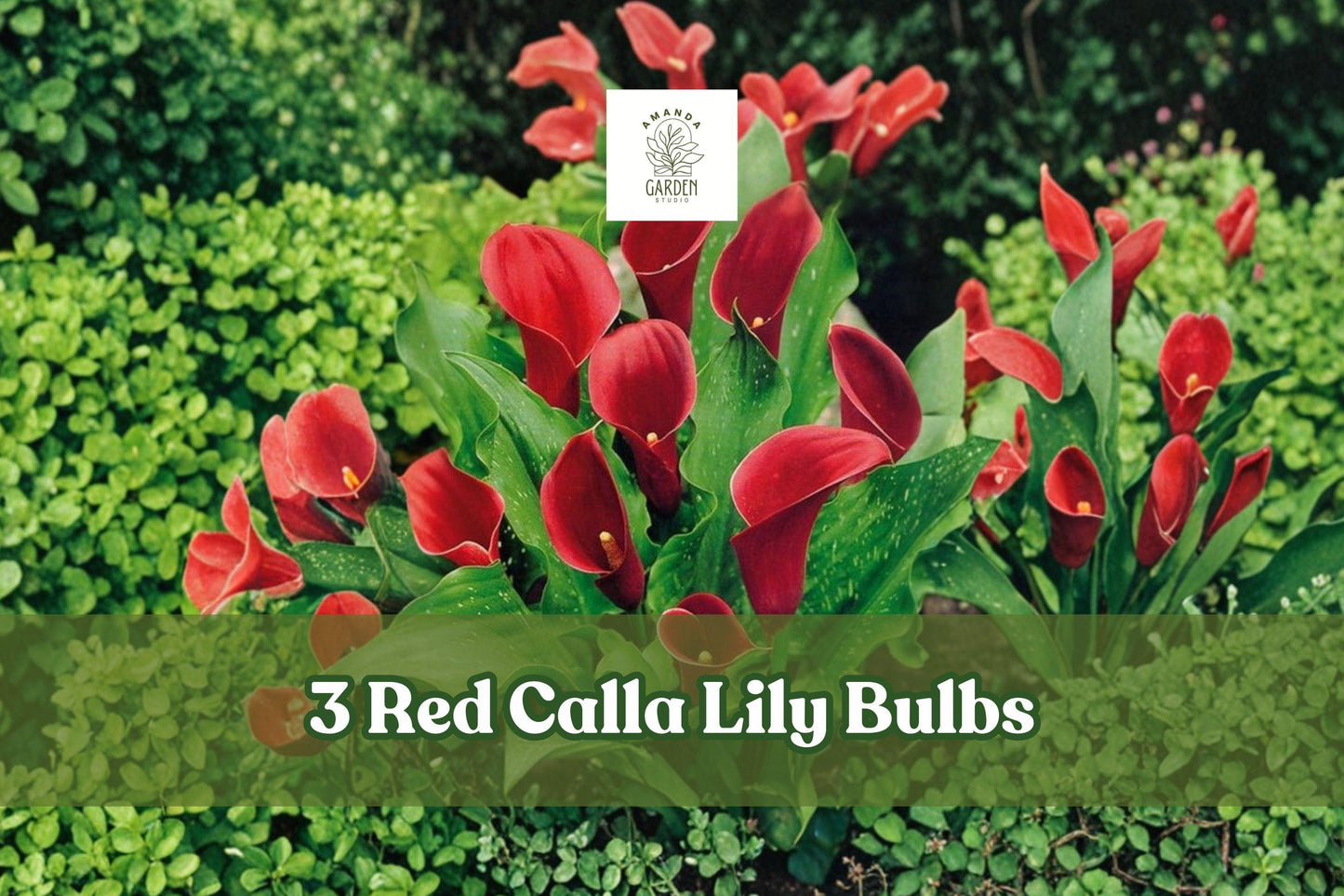 Red Calla Lily Rhizomes - 3 Premium Zantedeschia Elegant Flower Bulbs for Indoor & Outdoor Planting, Deep Red Trumpet Blooms