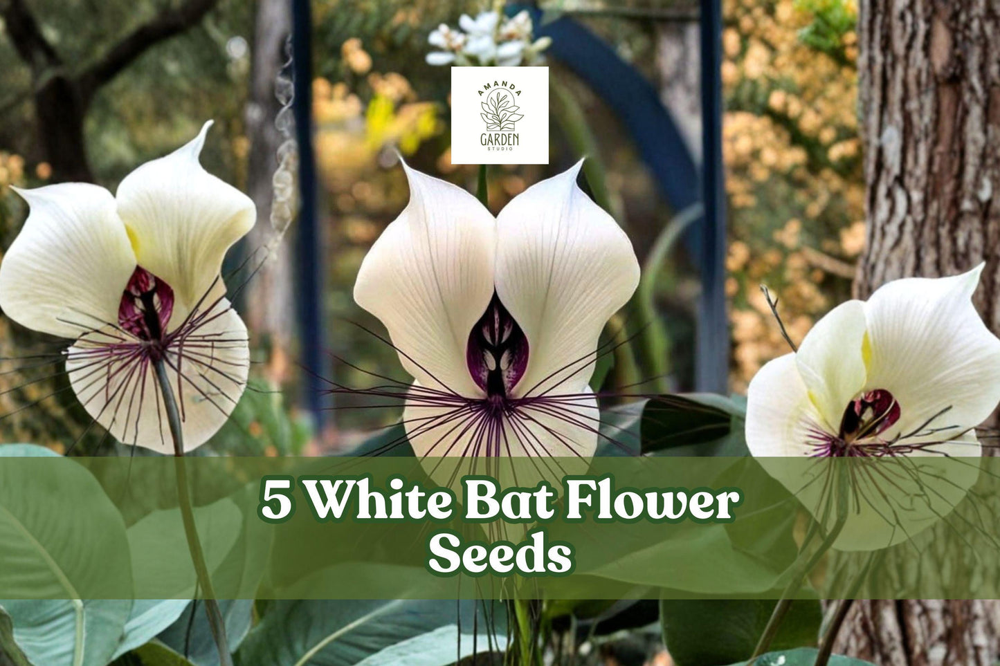 5 White Bat Flower Seeds - Tacca integrifolia - Rare Tropical Plant for Unique Indoor Gardens and Collectors
