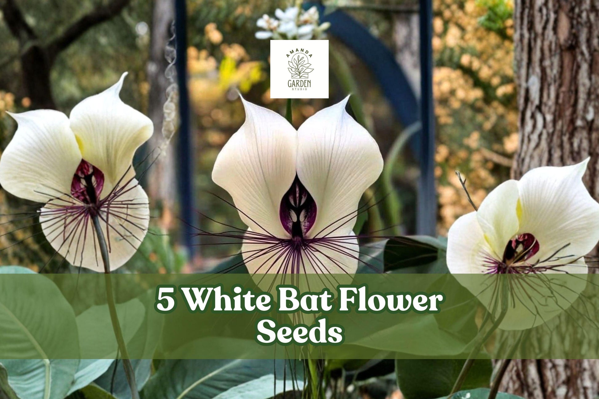 5 White Bat Flower Seeds - Tacca integrifolia - Rare Tropical Plant for Unique Indoor Gardens and Collectors