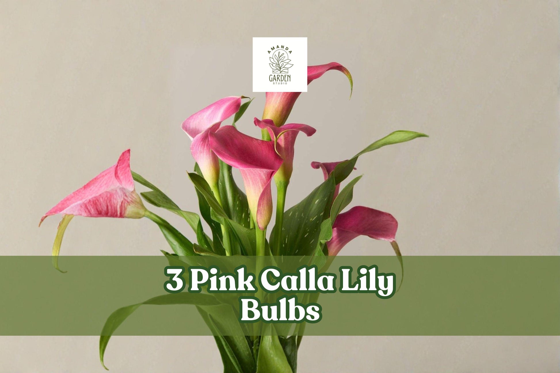 Pink Calla Lily Bulbs - 3 Pack Zantedeschia rehmannii - Elegant Soft Pink Trumpet Flowers for Garden & Indoor Décor