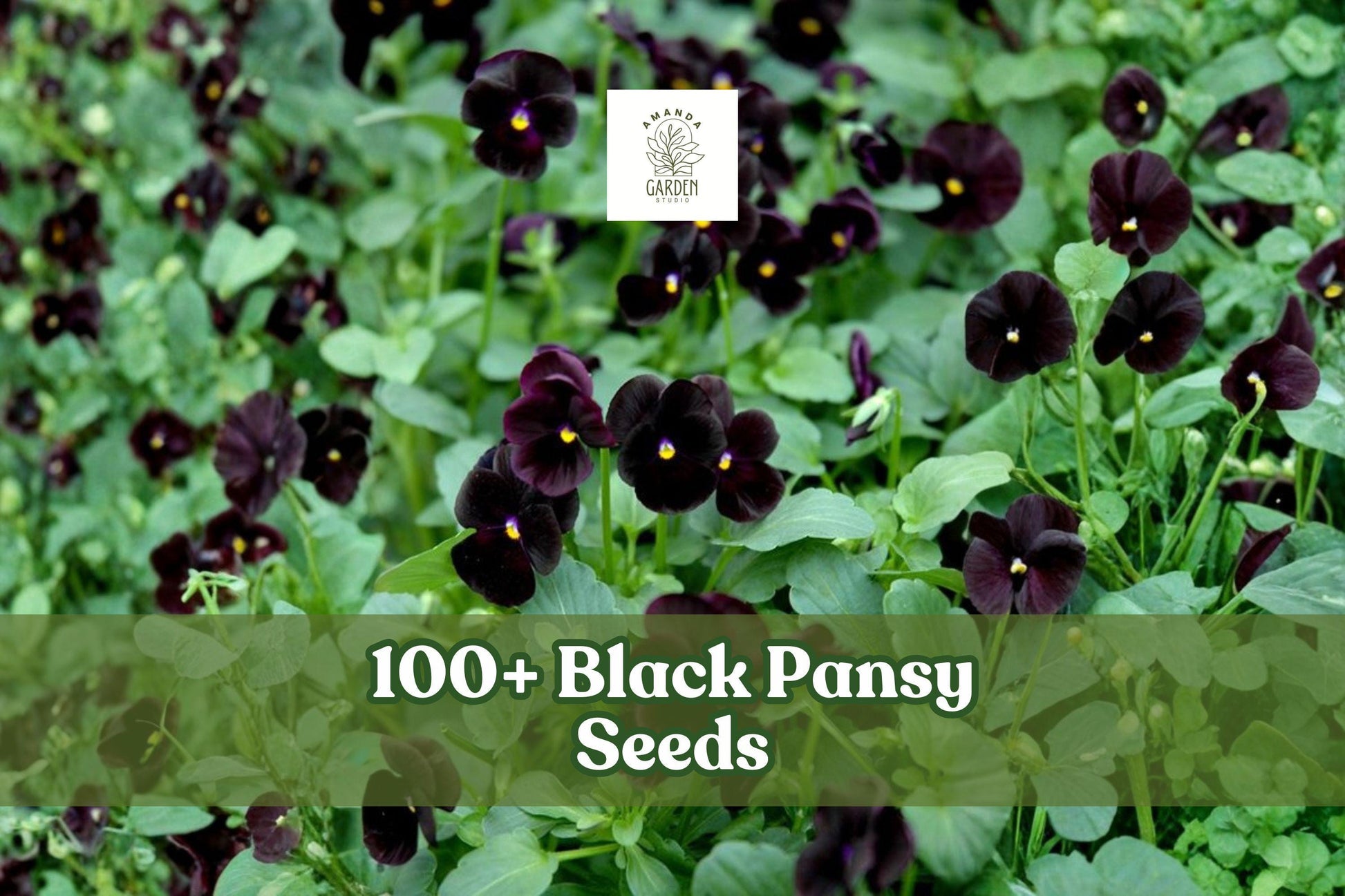 Black Pansy Seeds - 100+ Dark Viola Flower Seeds - Viola × wittrockiana - Compact, Easy to Grow for Gardens & Containers