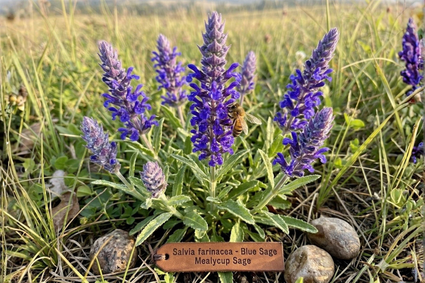 Blue Sage Seeds (100) | Salvia farinacea | Elegant Blue Blooms for Pollinator Gardens & Containers