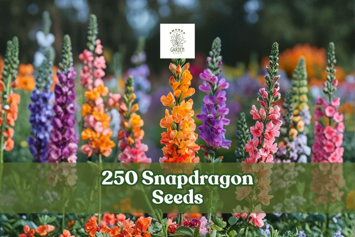 250 Snapdragon Seeds - Mixed Color Flowers for Garden - Antirrhinum majus - Easy to Grow, Attracts Pollinators