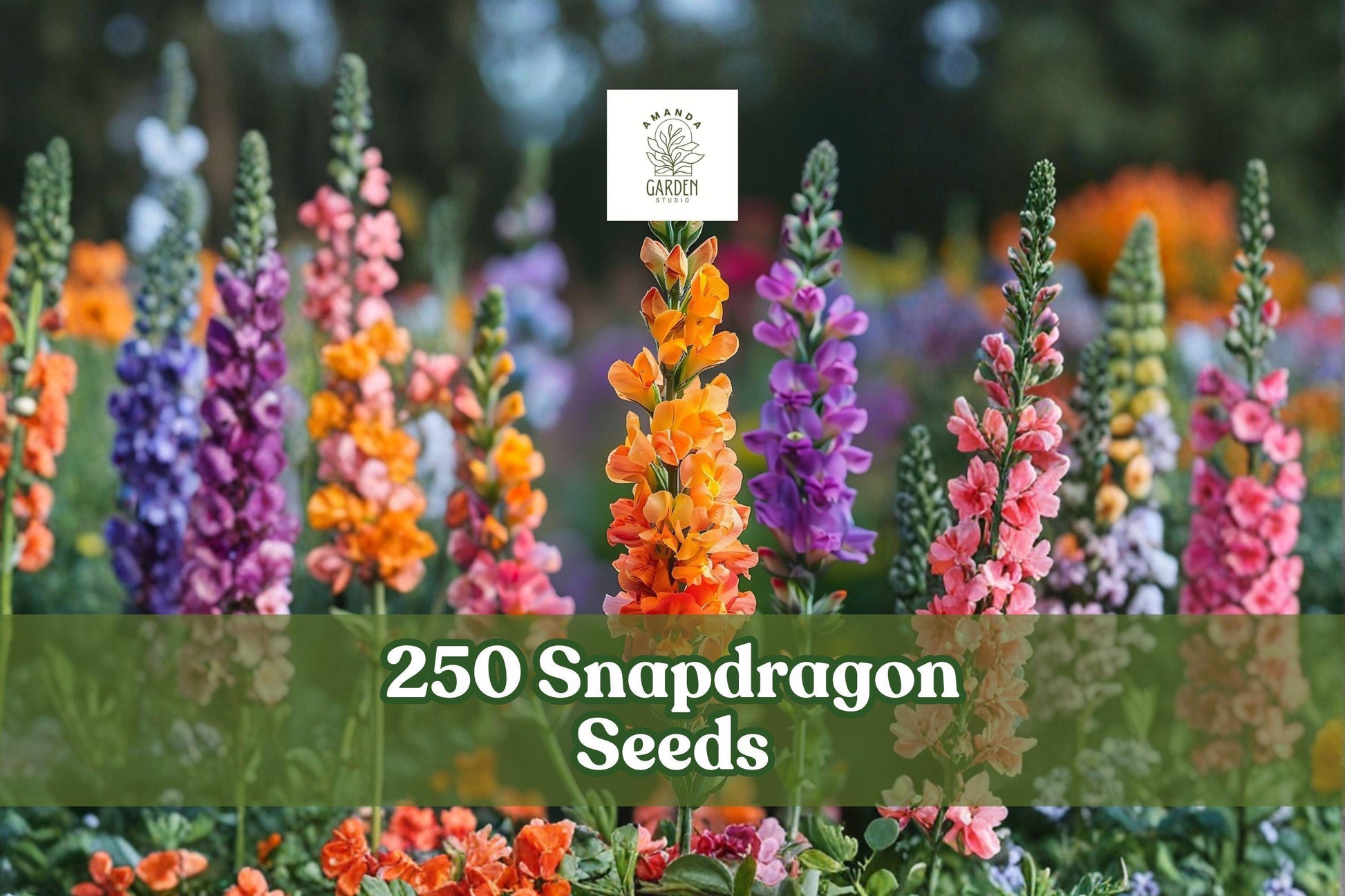 250 Snapdragon Seeds - Mixed Color Flowers for Garden - Antirrhinum majus - Easy to Grow, Attracts Pollinators