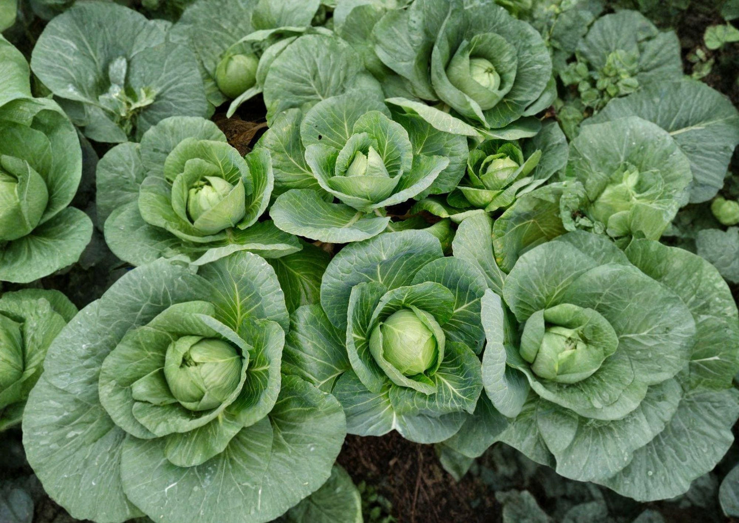Cabbage Seeds - 500+ Heirloom Non-GMO High Yield Green Heads - Brassica Oleracea Culinary Vegetable