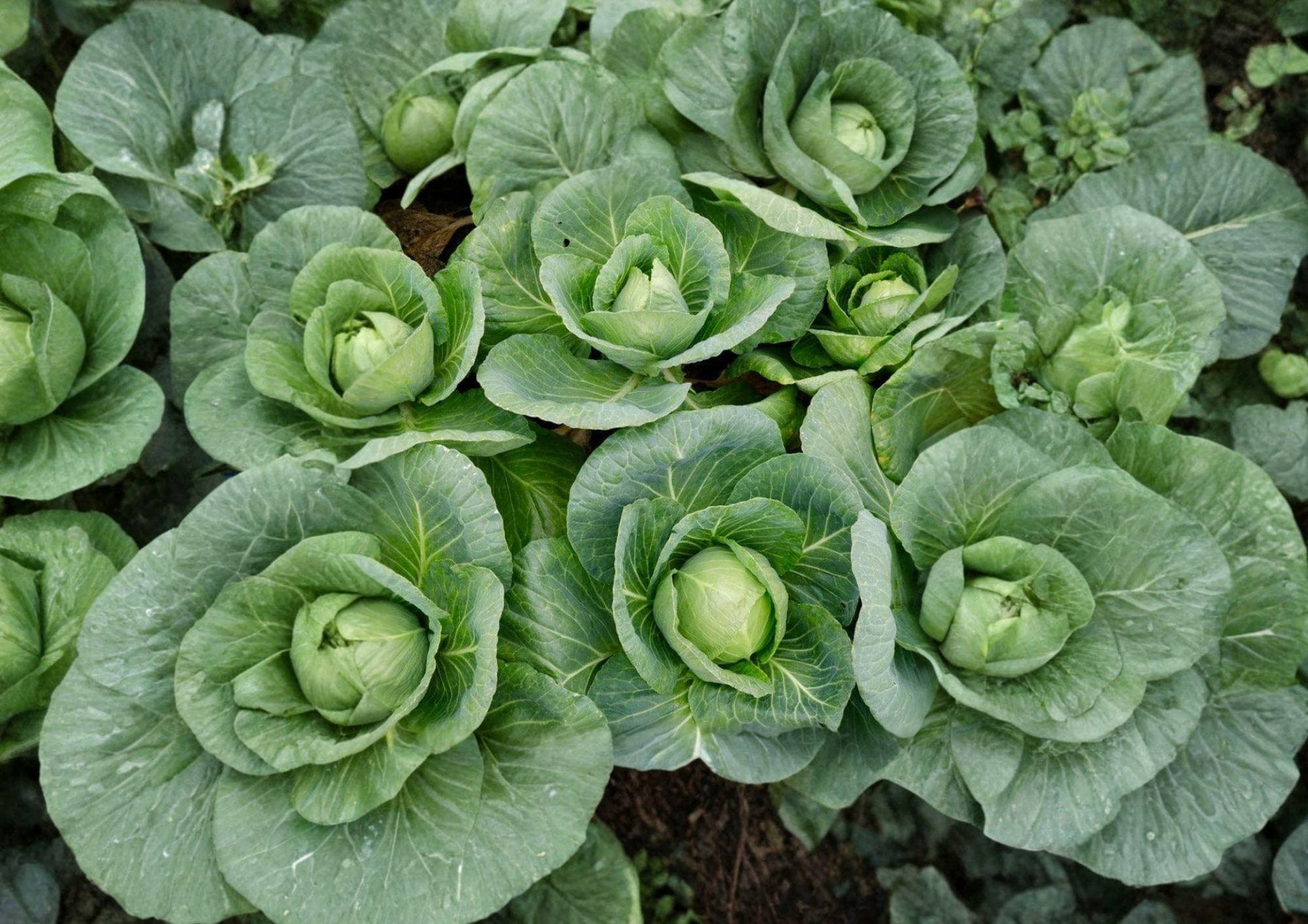 Cabbage Seeds - 500+ Heirloom Non-GMO High Yield Green Heads - Brassica Oleracea Culinary Vegetable