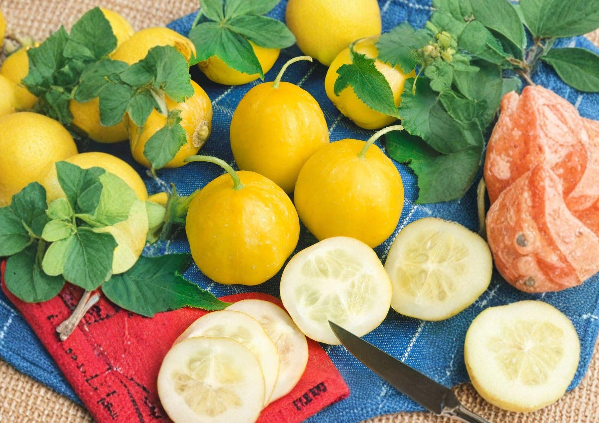 Lemon Cucumber Seeds - 50+ Heirloom Non-GMO Sweet Yellow Pickling Cucumbers (Cucumis sativus) - High Yield Garden Plant USA