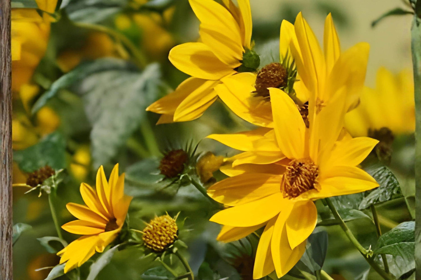 Maximilian Sunflower Seeds (50) | Bright Yellow Blooms | Helianthus maximiliani | Hardy, Drought Tolerant, Easy to Grow